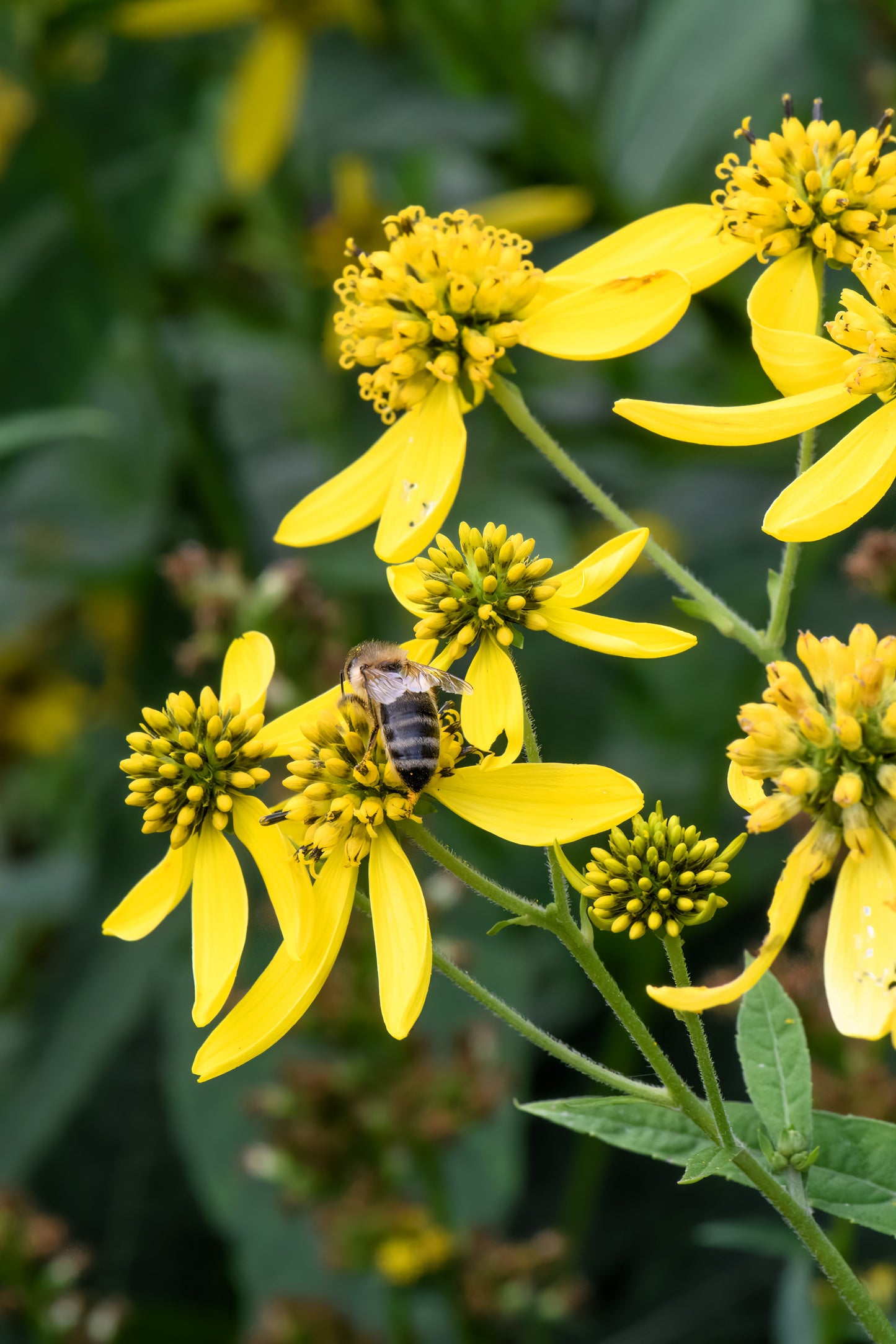 250 Wingstem / YELLOW IRONWEED Verbesina Alternifolia Flower Seeds