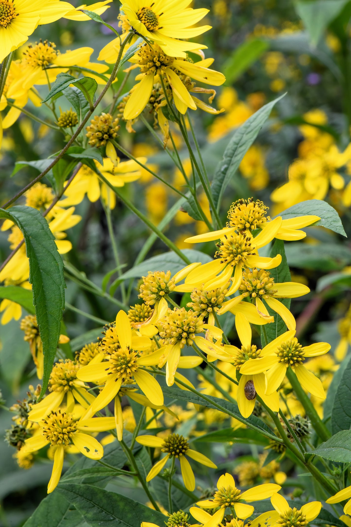 250 Wingstem / YELLOW IRONWEED Verbesina Alternifolia Flower Seeds