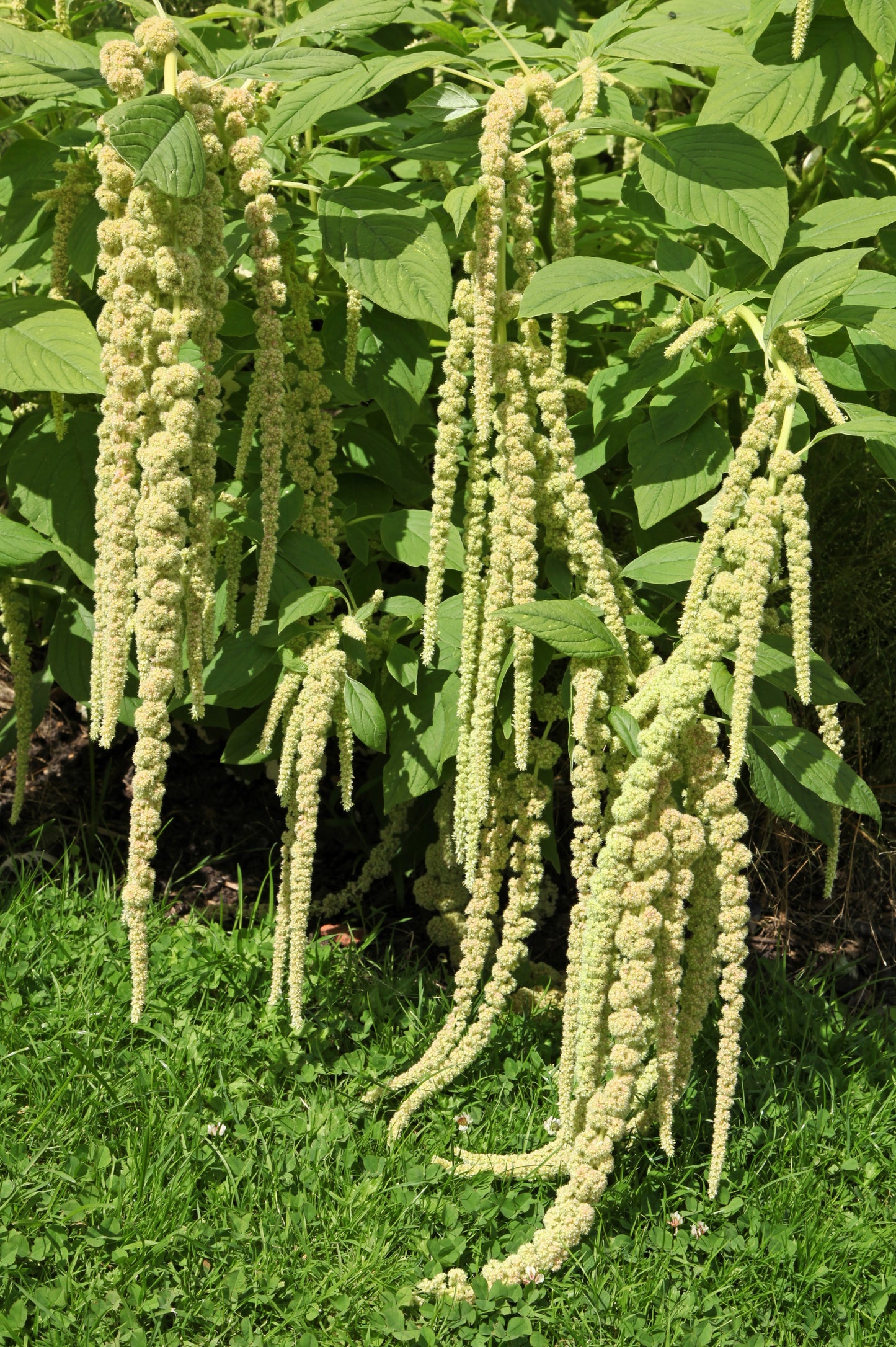 150 AMARANTHUS GREEN TAILS Amaranthus Caudatus Flower Seeds