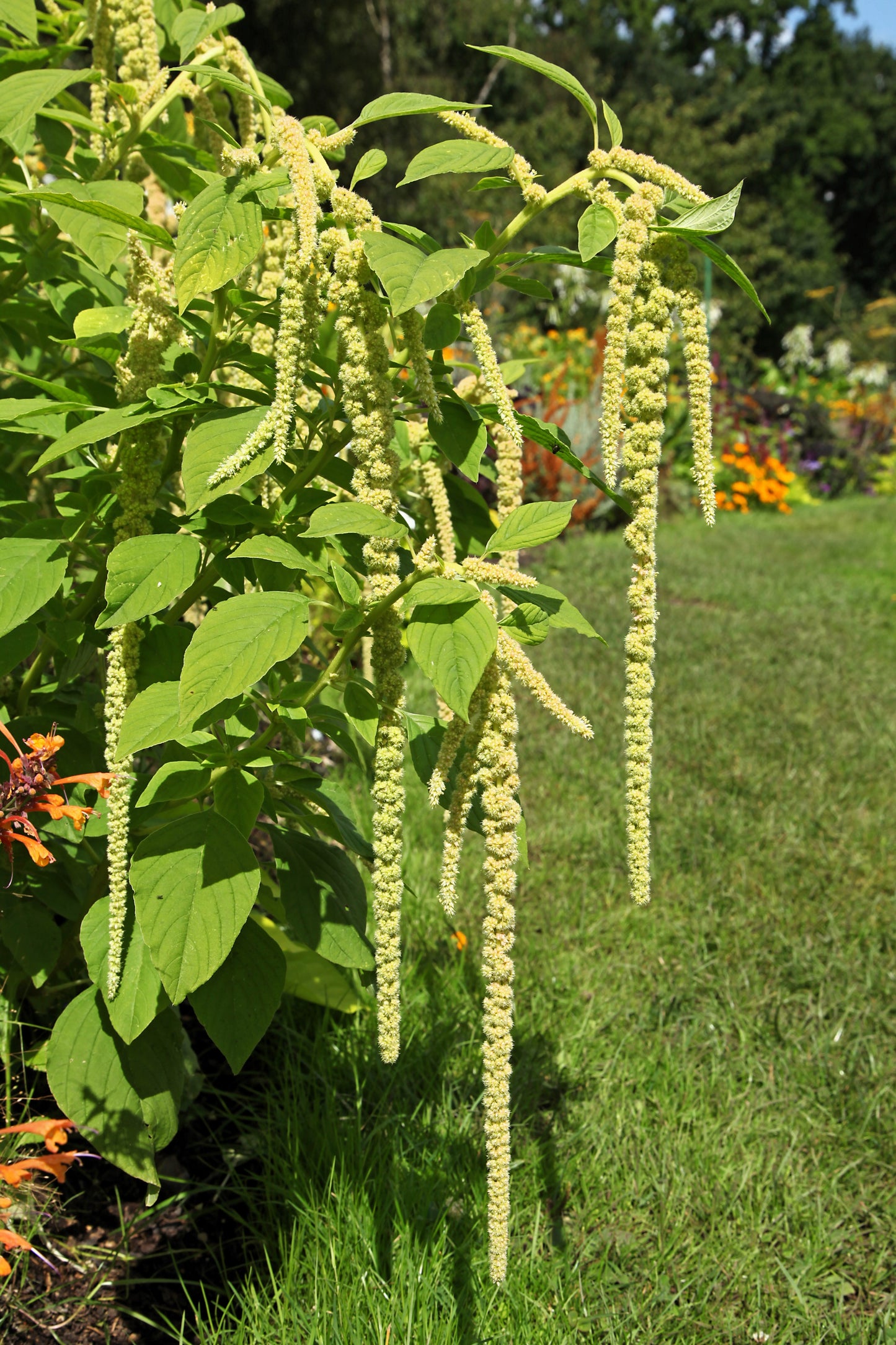 150 AMARANTHUS GREEN TAILS Amaranthus Caudatus Flower Seeds