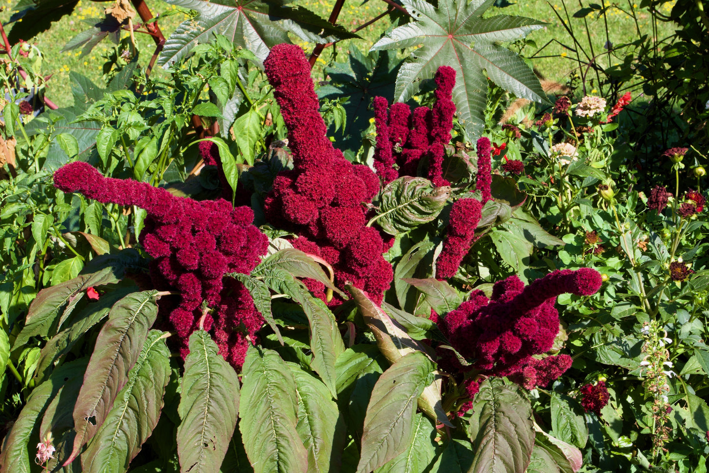 100 Organic ELEPHANT HEAD AMARANTHUS Amaranthus Gangeticus Burgundy Red Flower Seeds