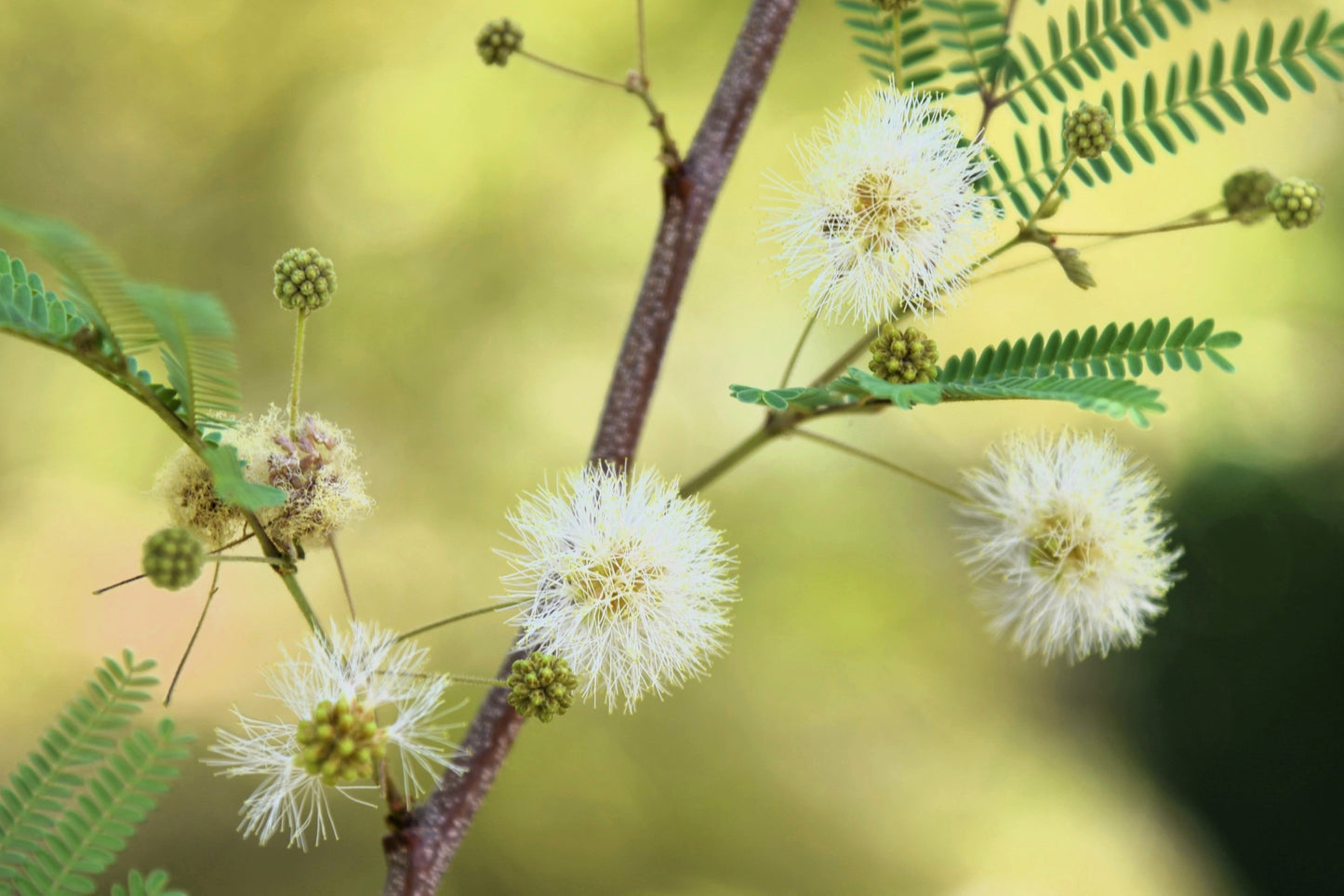 20 FEATHER TREE Fern of the Desert Feather Bush Lysiloma Thornberi Watsonii White Flower Shrub Seeds