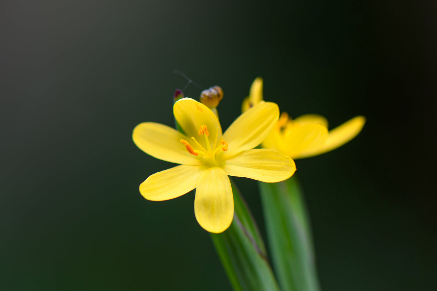 10 YELLOW EYED GRASS Ornamental Sisyrinchium Californicum Flower Seeds