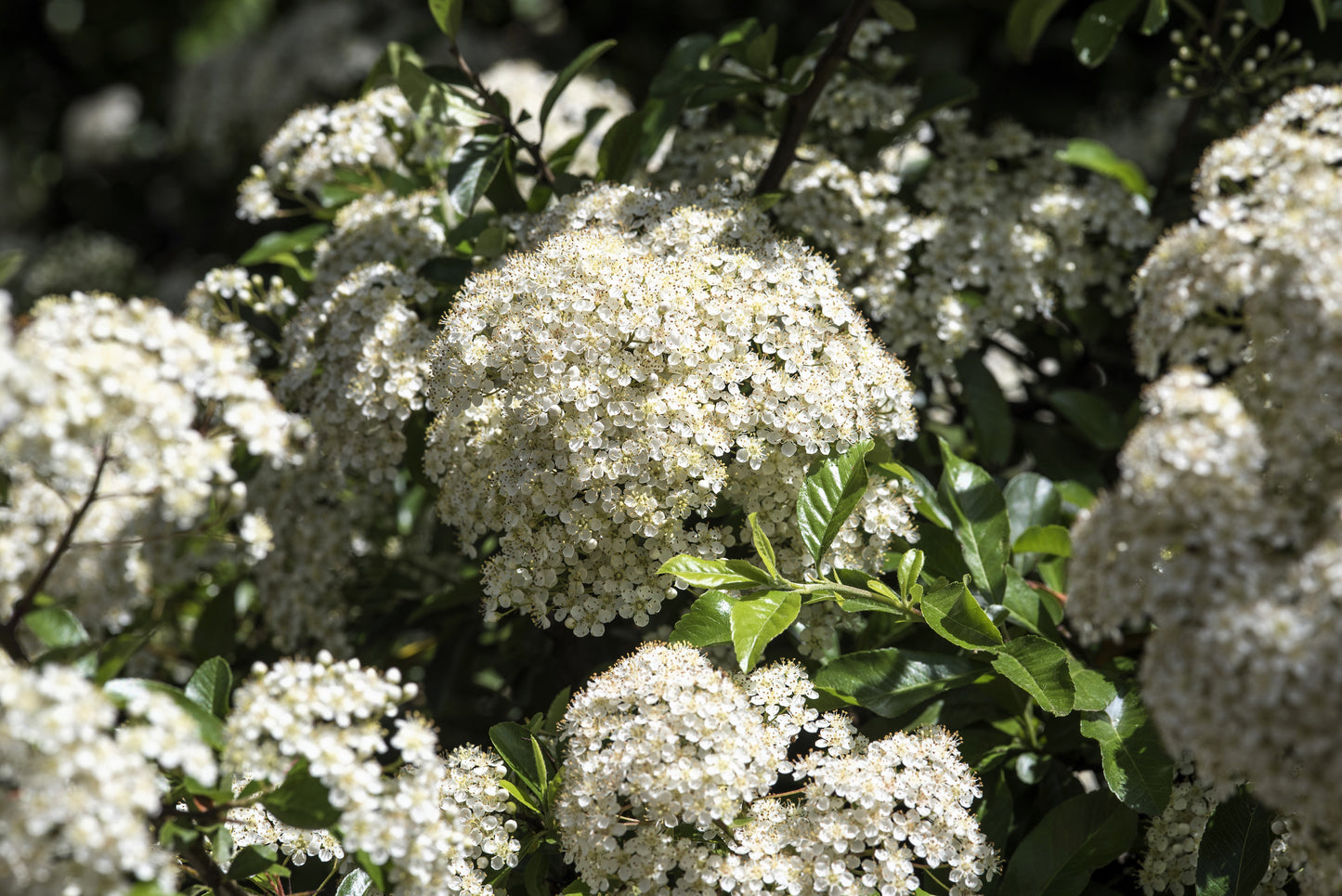 50 White CHINESE SPIREA Spiraea Chinensis Meadowsweet Flower Bush Shrub Seeds