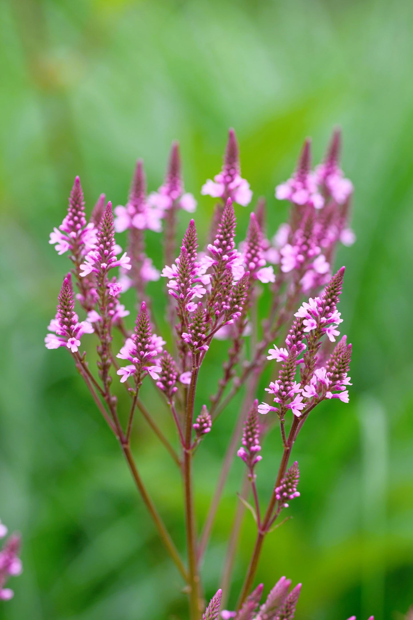 1000 Pink VERVAIN Verbena Hastata Rosea Flower Seeds