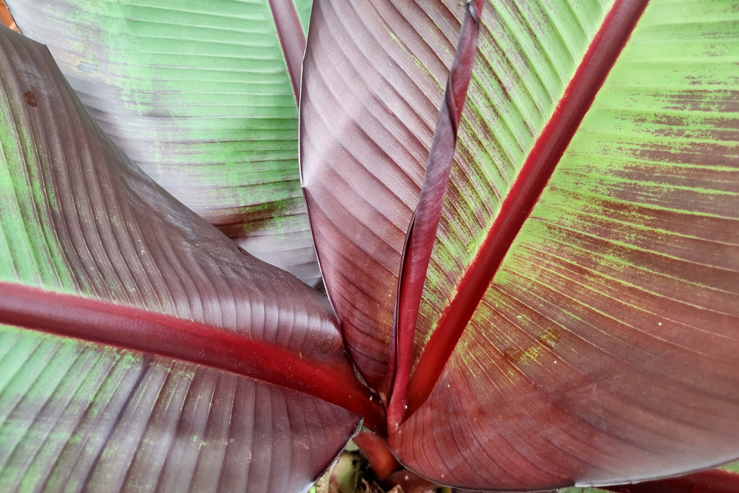 5 RED ABYSSINIAN BANANA Musa Ensete Ventricosum Flowering Fruit Tree Seeds