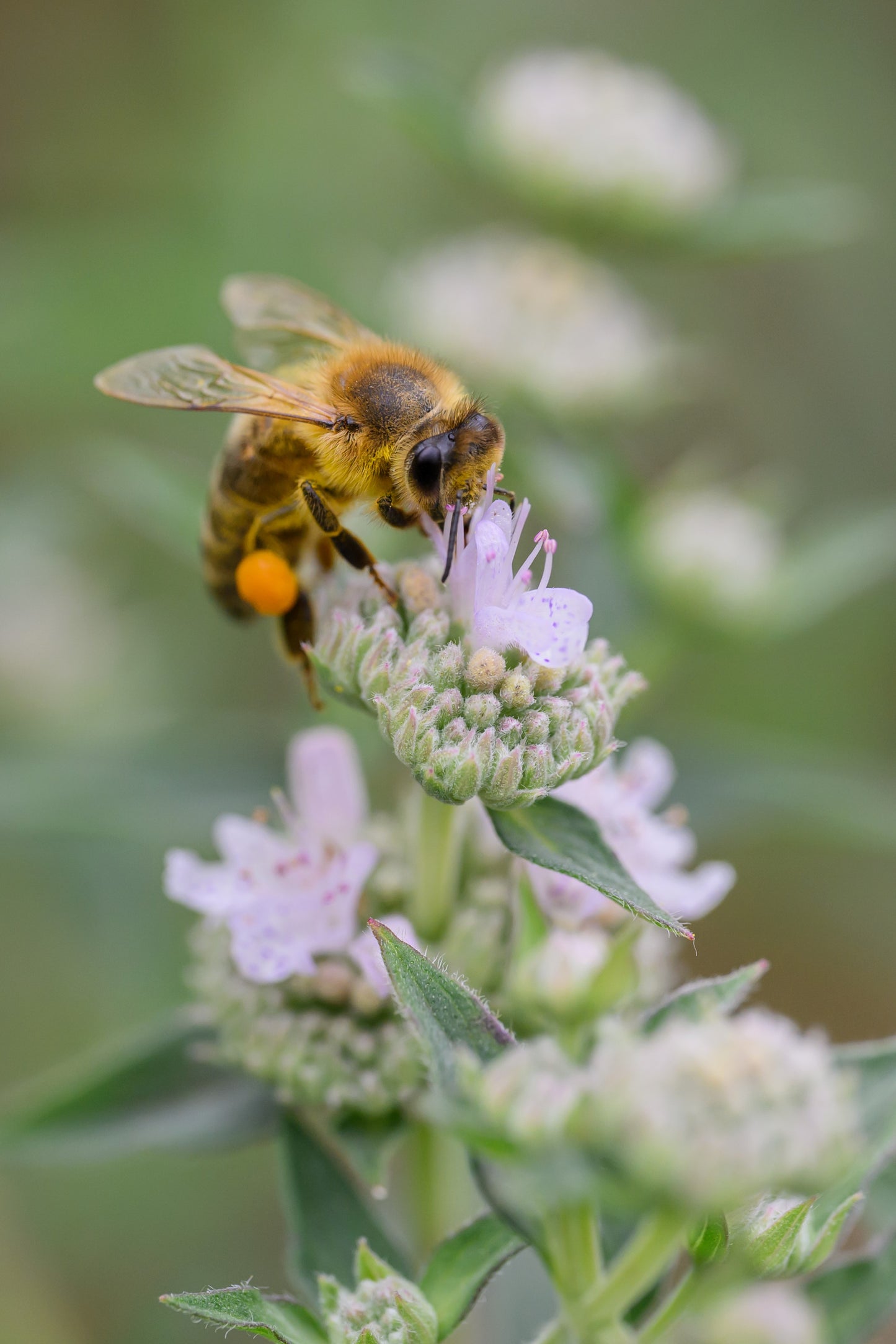 400 HAIRY MOUNTAIN MINT Pycnanthemum Pilosum Herb Flower Seeds