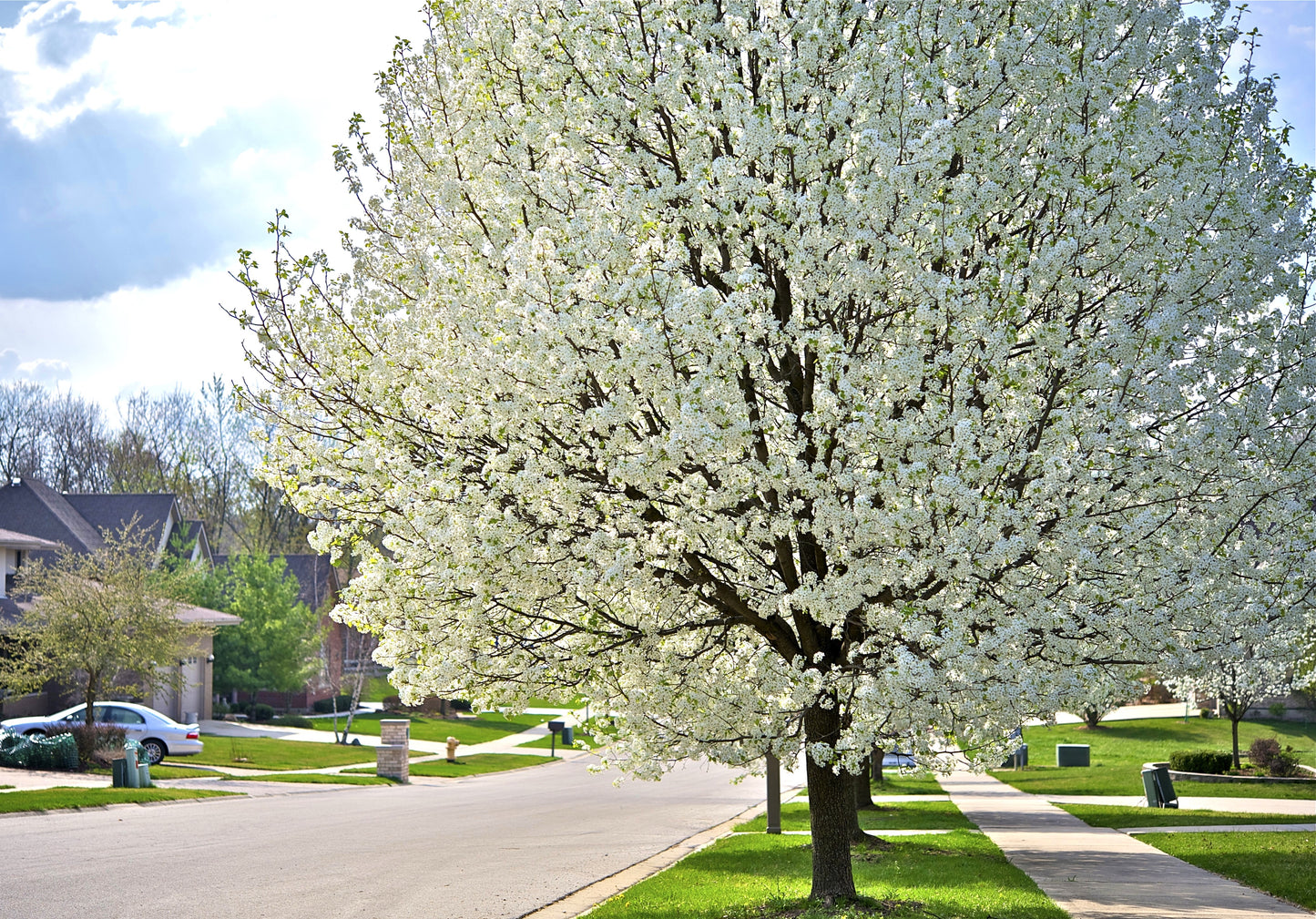 5 AMERICAN PLUM Prunus Americana Red Purple Fruit White Flower Shrub Tree Seeds