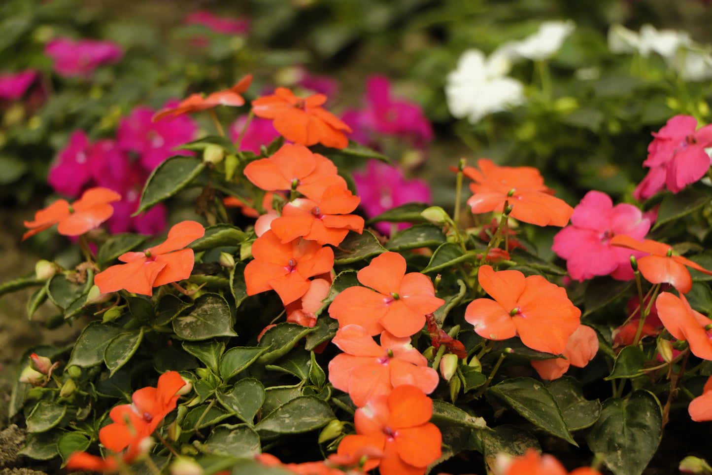 50 DWARF ORANGE IMPATIENS Walleriana Part Sun or Full Shade Flower Seeds