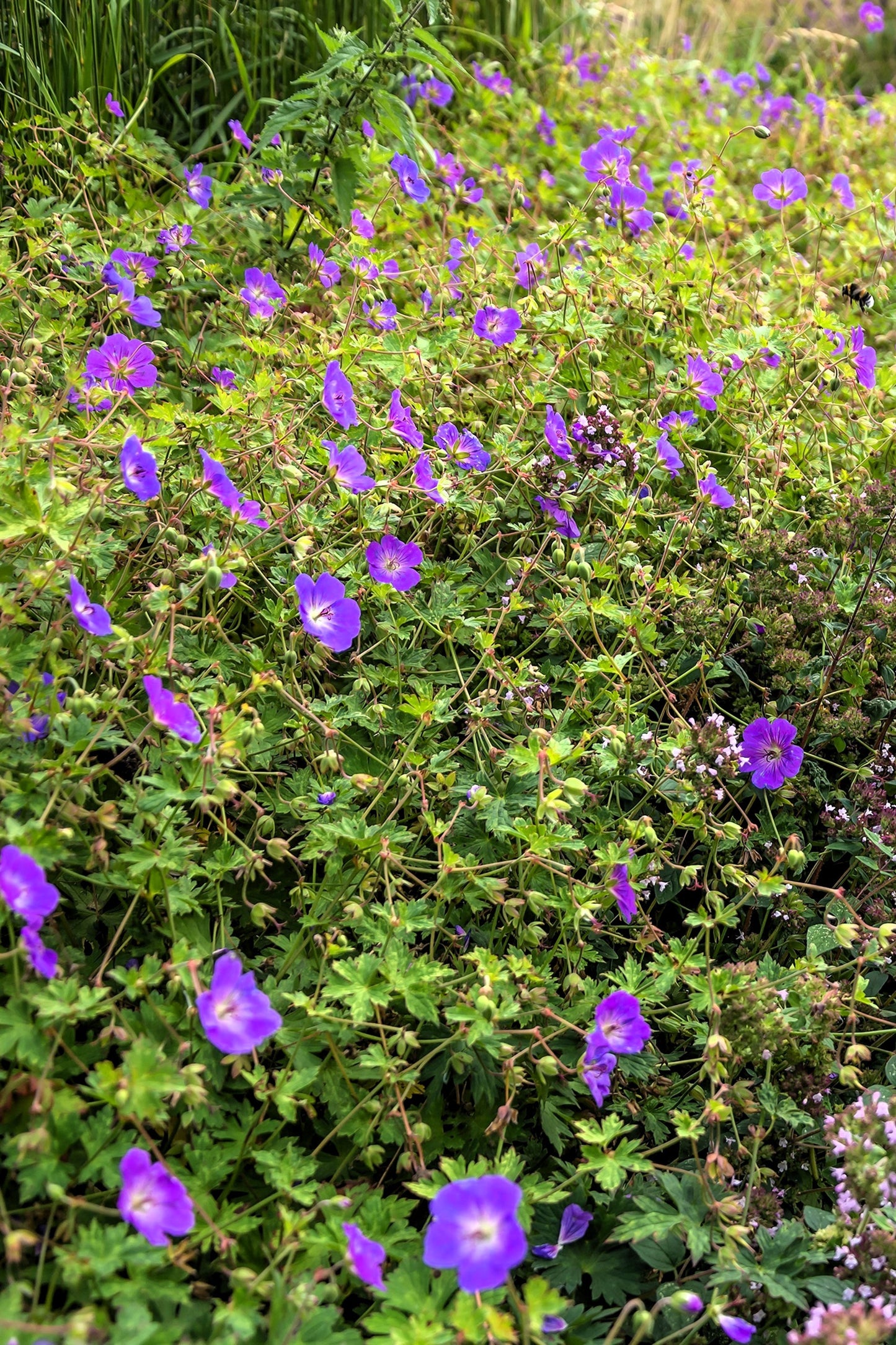 10 OREGON GERANIUM Oreganum Cranesbill Purple Native Flower Herb Seeds