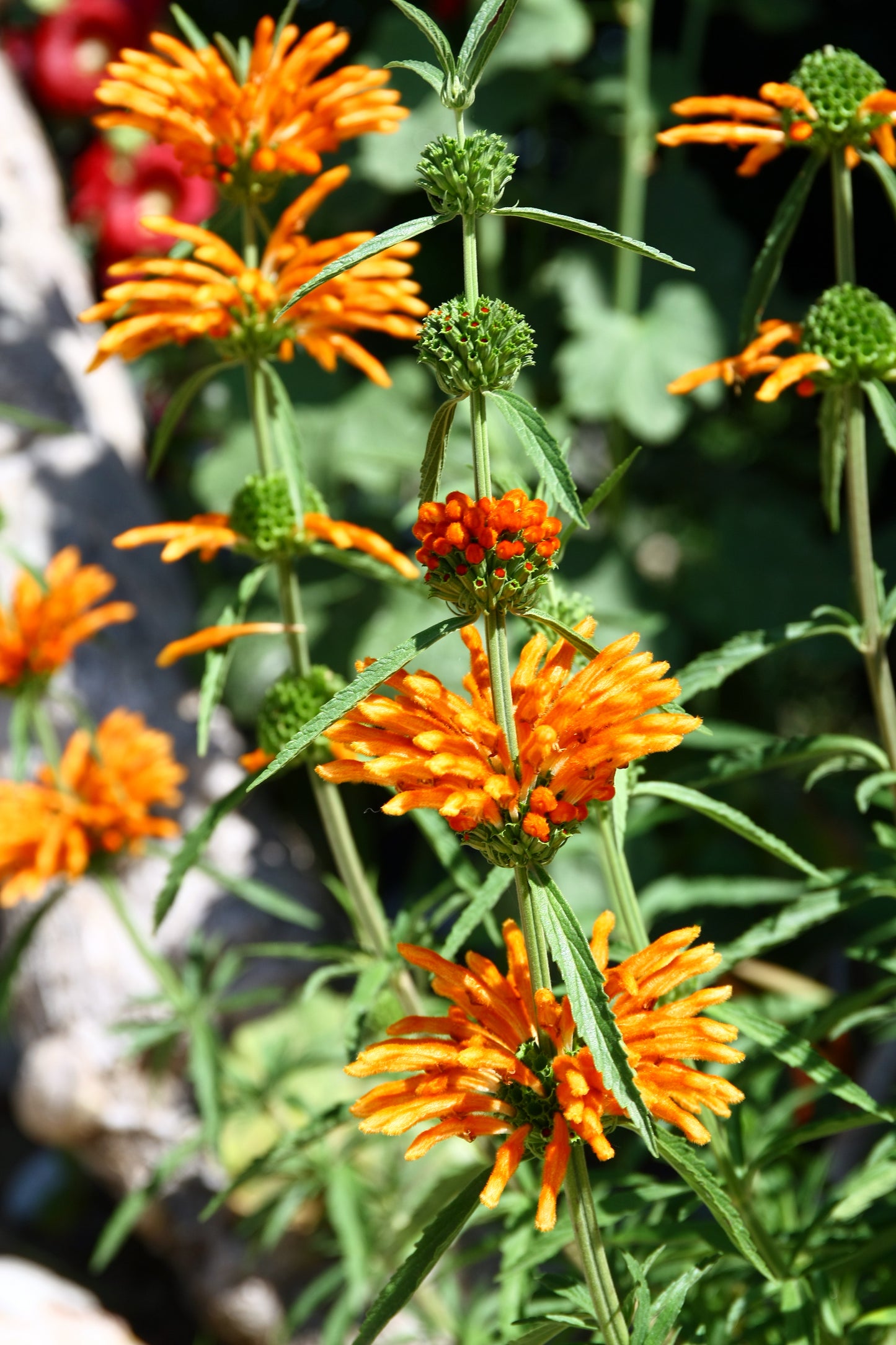 lion's ear plant seeds 25 KLIP DAGGA (Lions Ear / Lions Tail / Wild Klip Dagga) Leonotis Nepe – Seedville USA