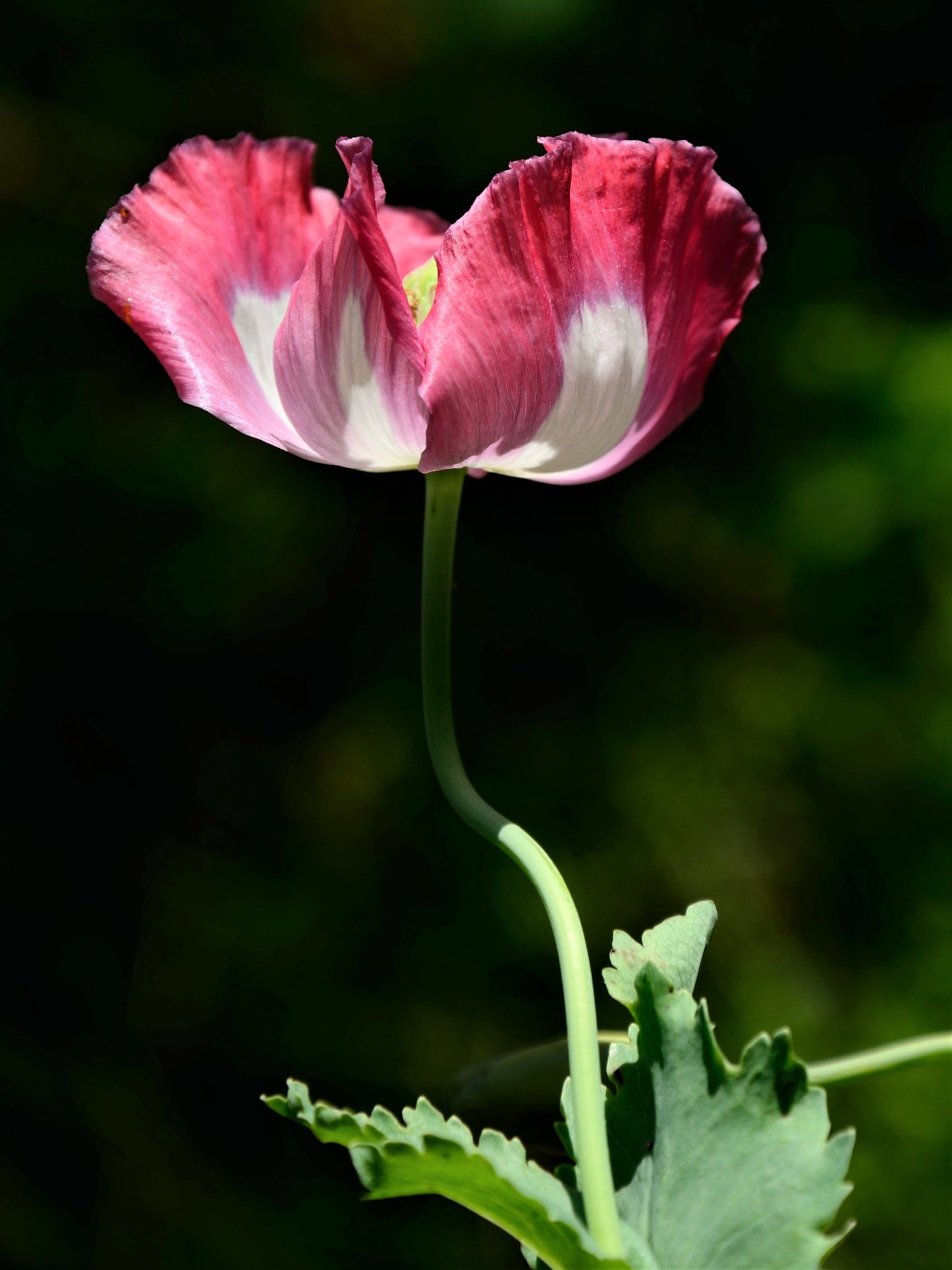 200 Organic AMPHORA POPPY Pink & White Papaver Somniferum Flower Seeds