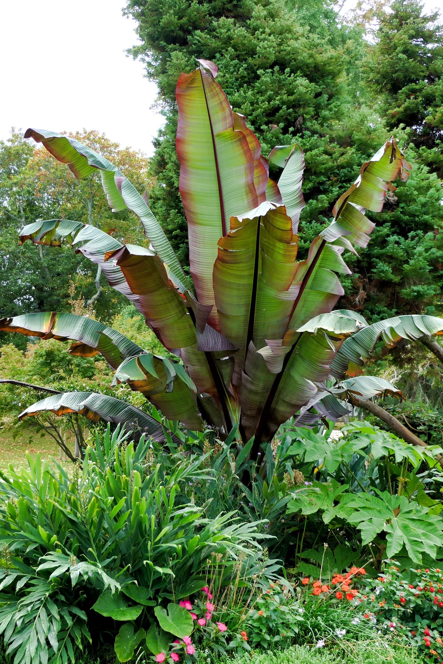 5 RED ABYSSINIAN BANANA Musa Ensete Ventricosum Flowering Fruit Tree Seeds