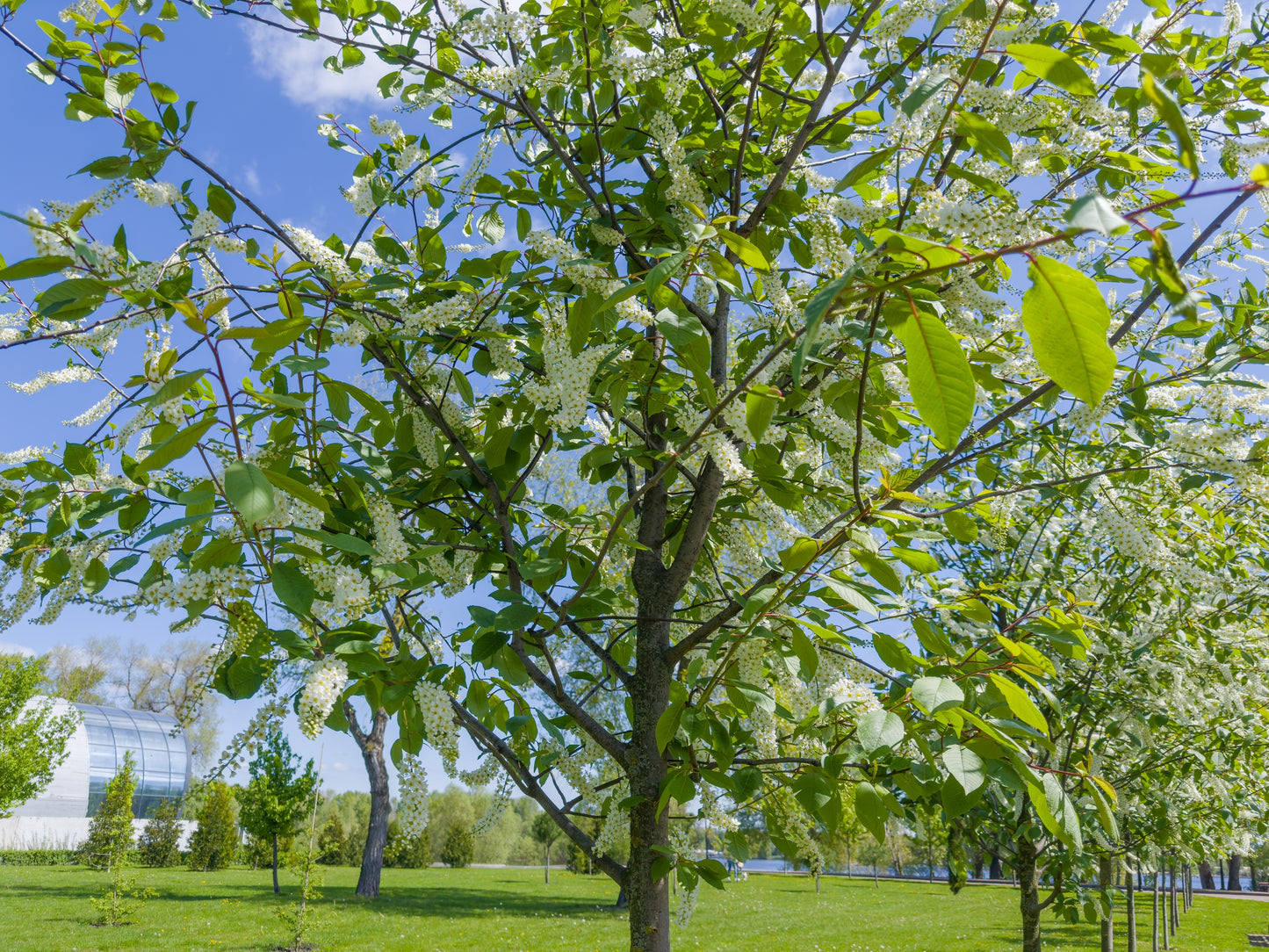 10 Black CHOKECHERRY Prunus Virginiana Native Fruit Shrub Tree Seeds