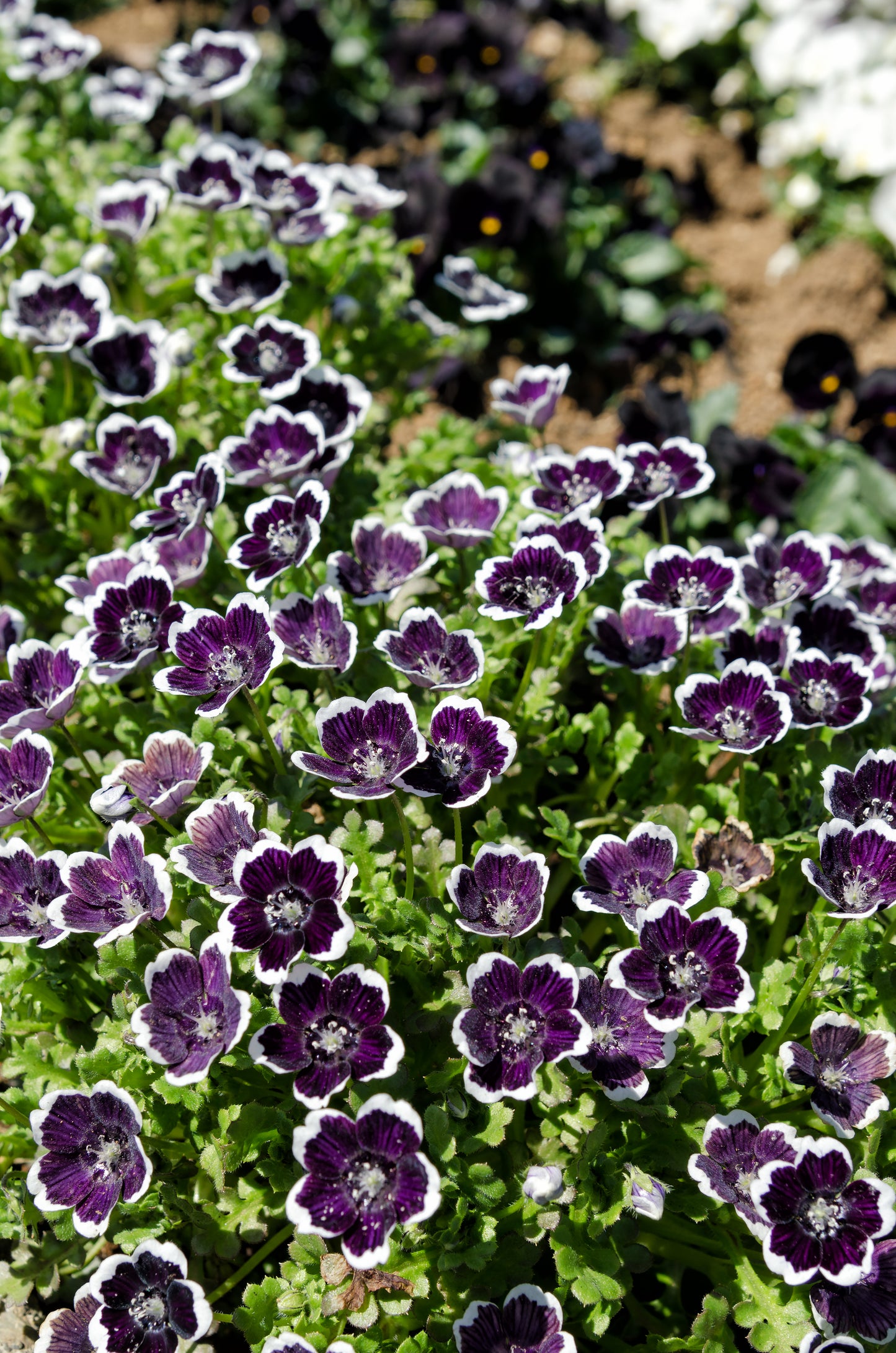 50 PENNIE BLACK - NEMOPHILA Discoidalis Penny White Flower Seeds