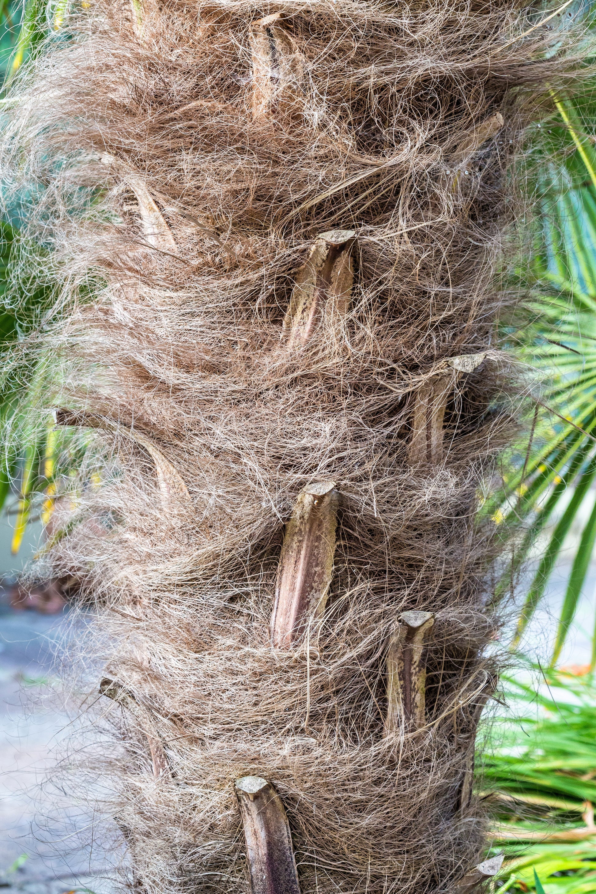 hairy palm plant 10 WAGNER WINDMILL PALM Dwarf Chusa Trachycarpus Fortunei Wagnerianus – Seedville USA