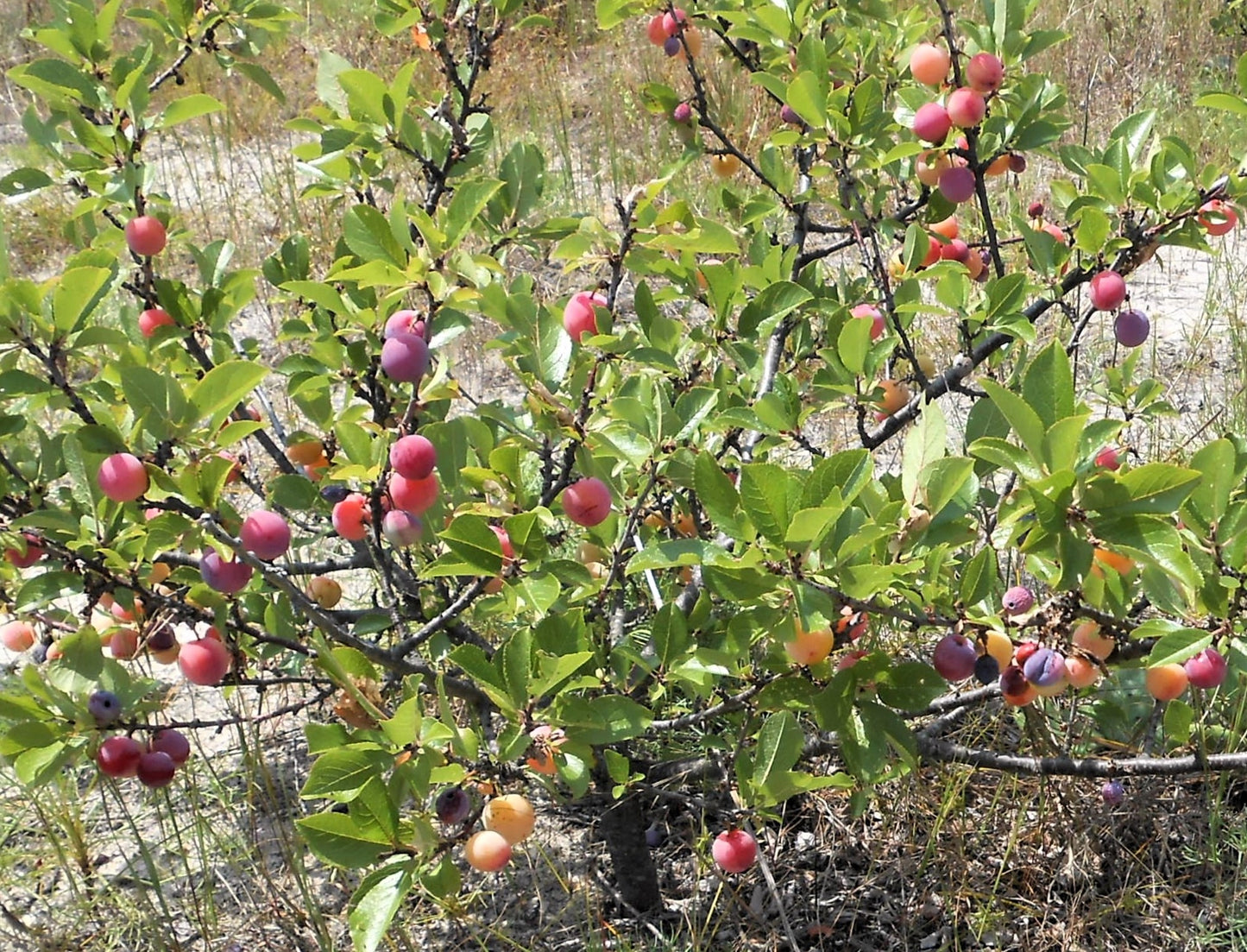 5 BEACH PLUM Prunus Maritima Native Edible Fruit Shrub Bush White Flower Seeds