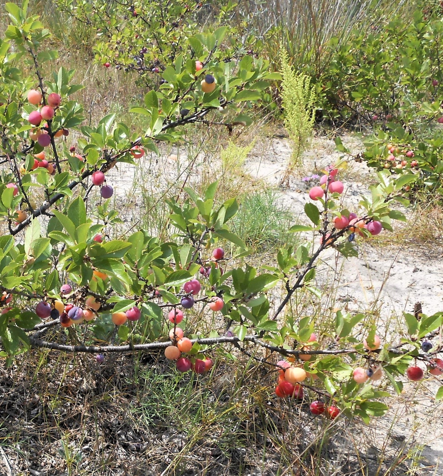 5 BEACH PLUM Prunus Maritima Native Edible Fruit Shrub Bush White Flower Seeds