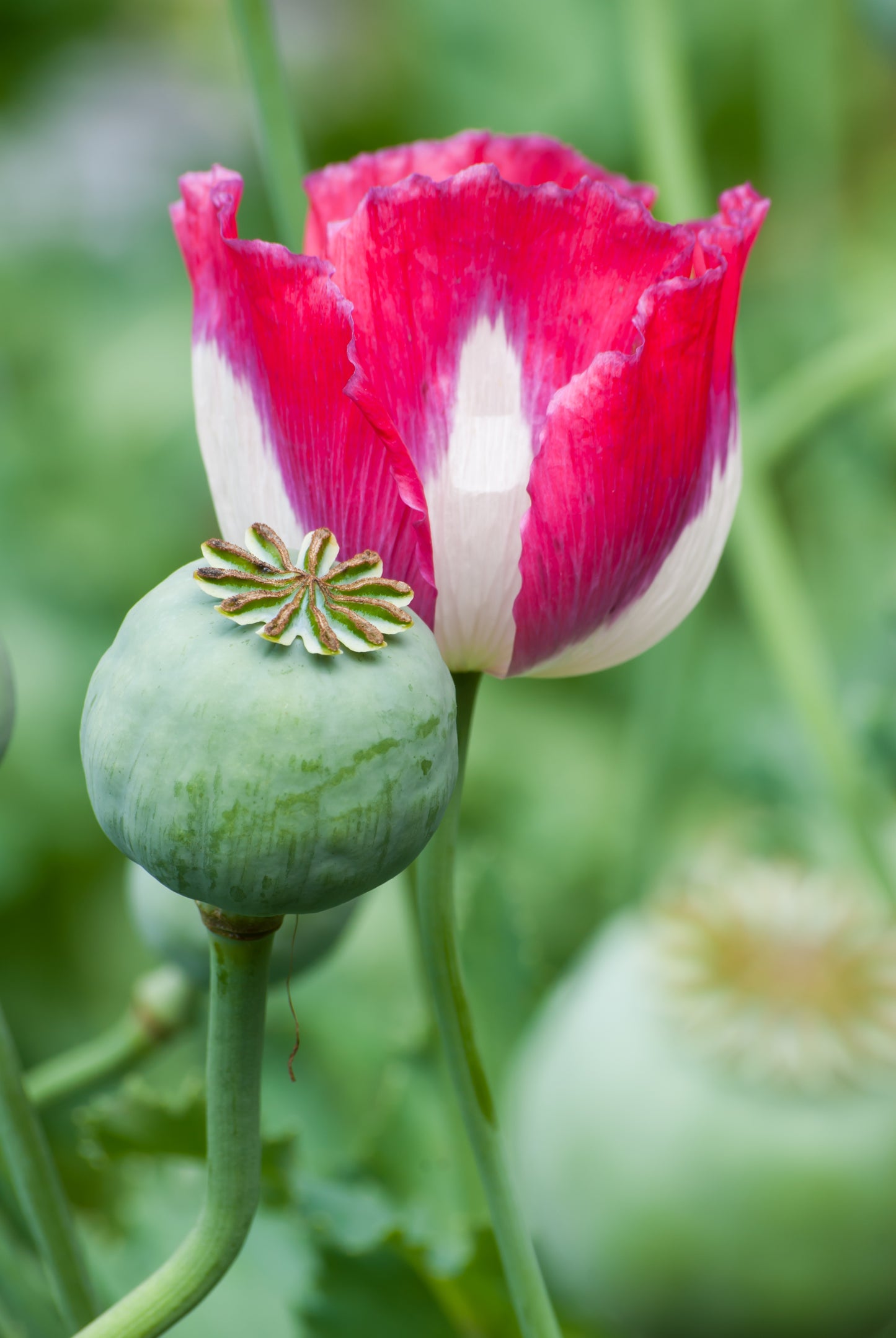 200 Organic AMPHORA POPPY Pink & White Papaver Somniferum Flower Seeds