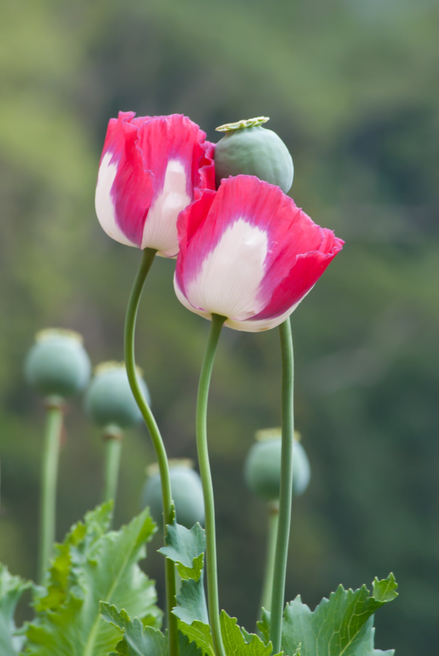 200 Organic AMPHORA POPPY Pink & White Papaver Somniferum Flower Seeds