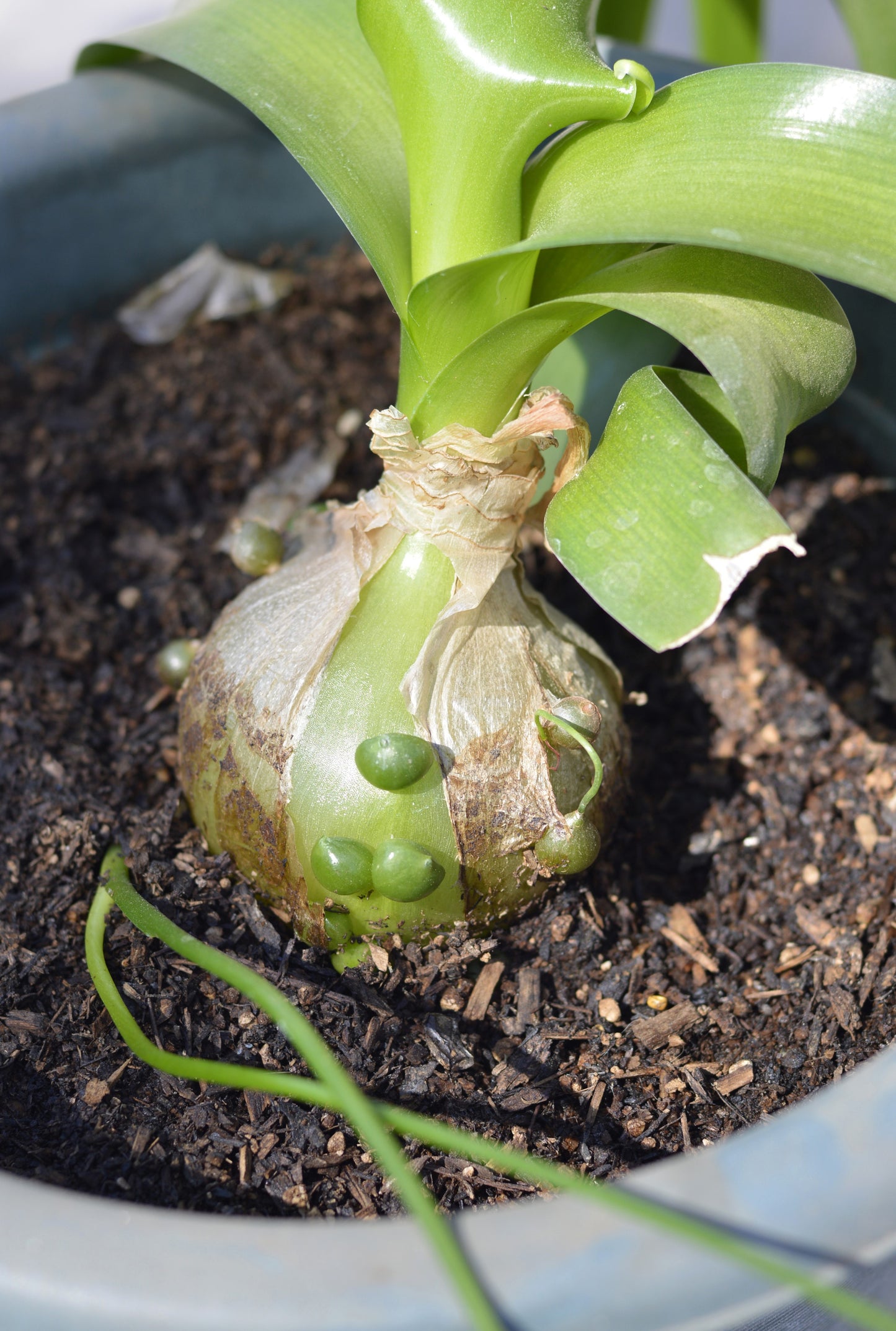 20 PREGNANT ONION SEEDS aka False Sea Onion Lily Ornithogalum Caudatum Flower Good Houseplant