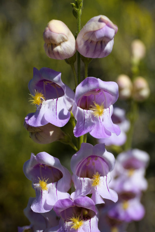 300 PALMERS PENSTEMON (Beardtongue / Balloon Flower) Penstemon Palmeri Flower Seeds