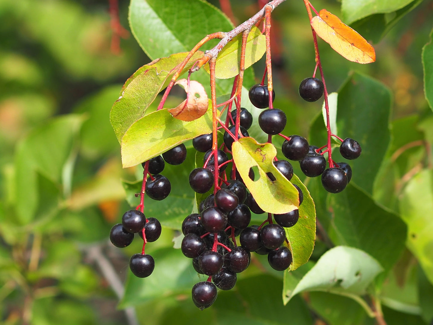 10 Black CHOKECHERRY Prunus Virginiana Native Fruit Shrub Tree Seeds