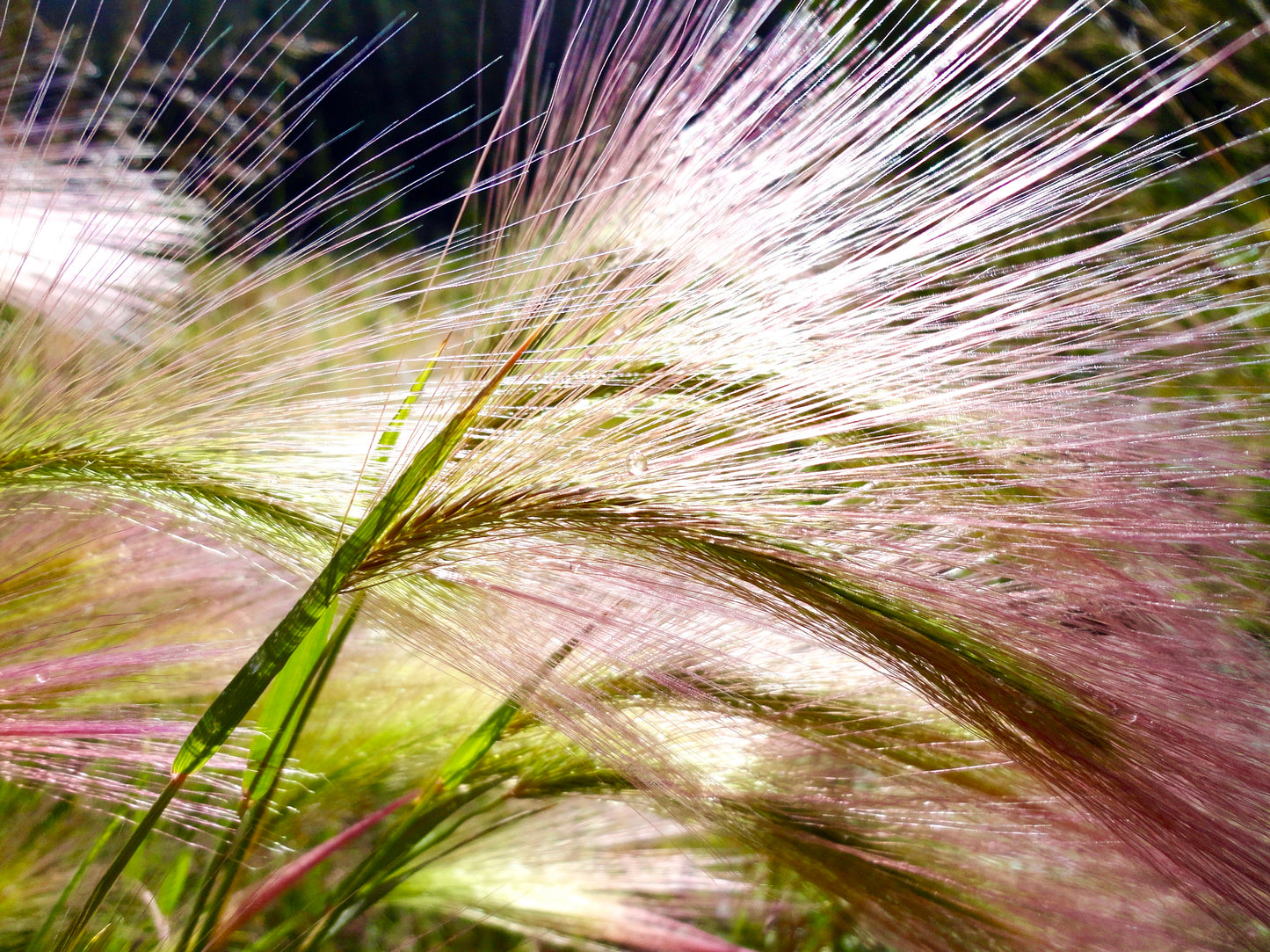 300 Bottlebrush SQUIRRELTAIL RYE GRASS Elymus Elymoides syn Sitanion Hystrix Red Plume Squirrel Tail Ornamental Seeds