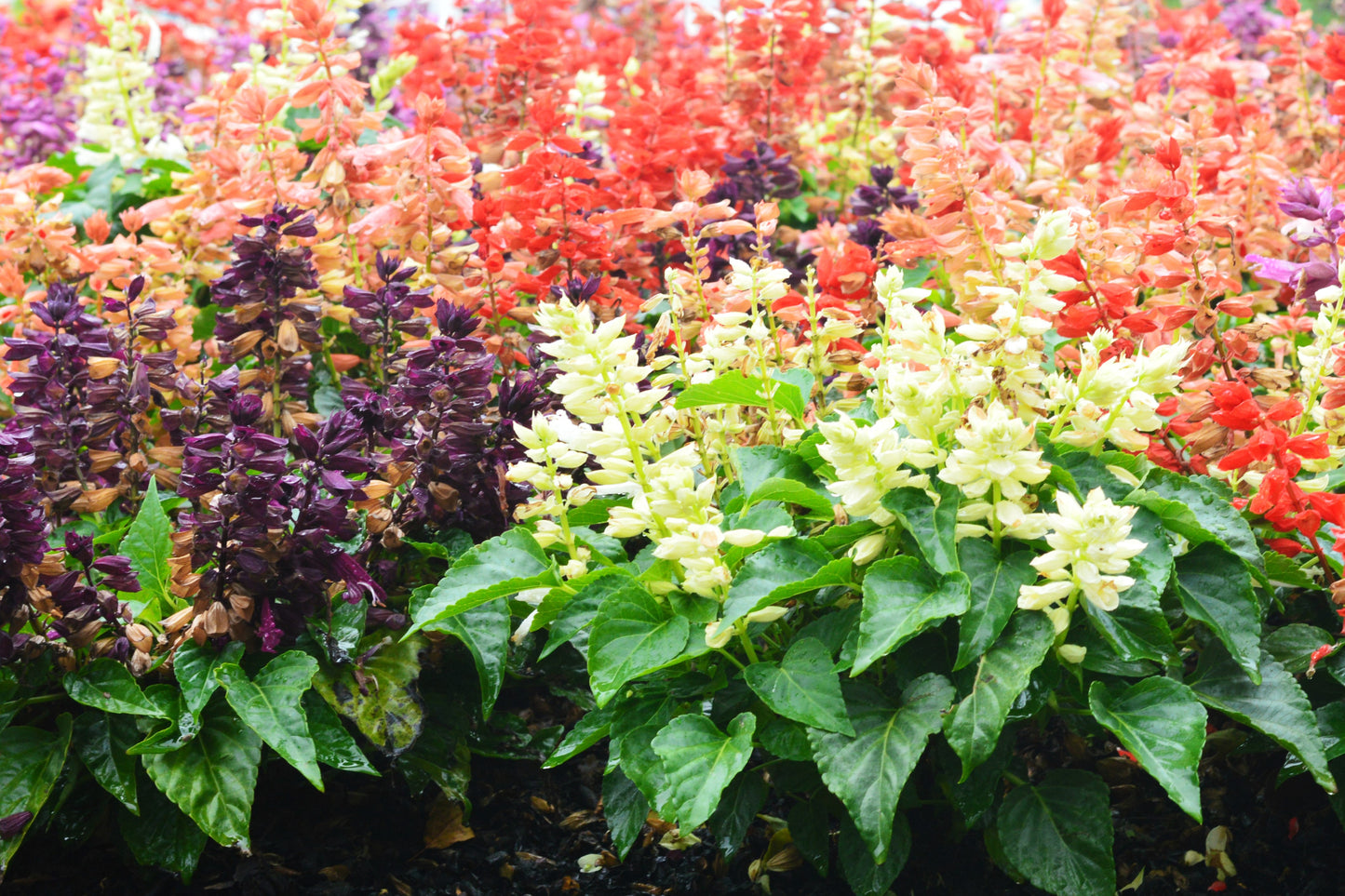 100 MIXED COLORS SALVIA Splendens Red Purple White Pink Sage Flower Seeds