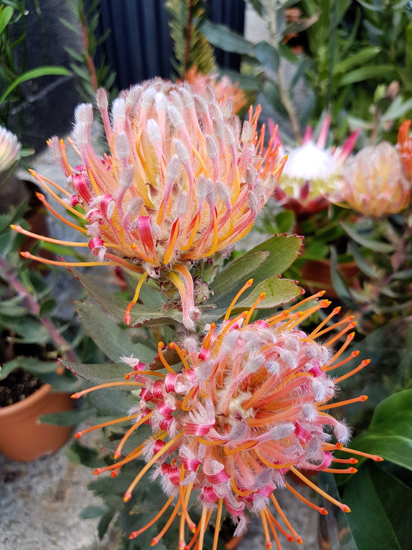 5 QUEEN PROTEA Magnifica Sugarbush Rare 8" Flower Seeds