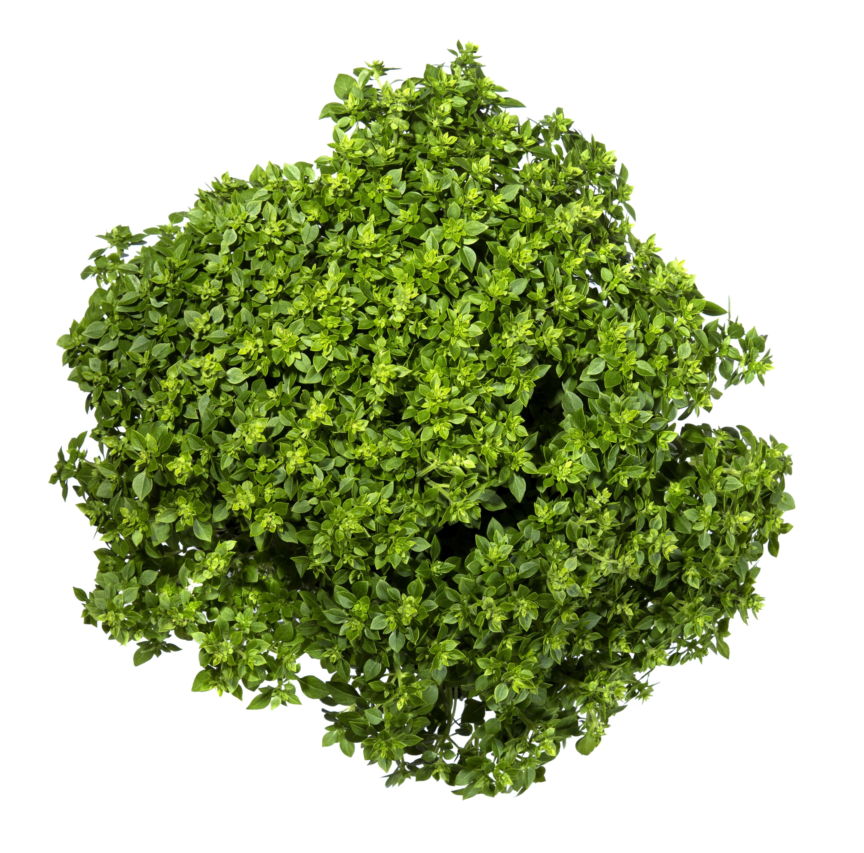 500 DWARF GREEK BASIL Ocimum Basilicum Fragrant Spicy Small 500 DWARF GREEK BASIL Ocimum Basilicum Fragrant Spicy Small