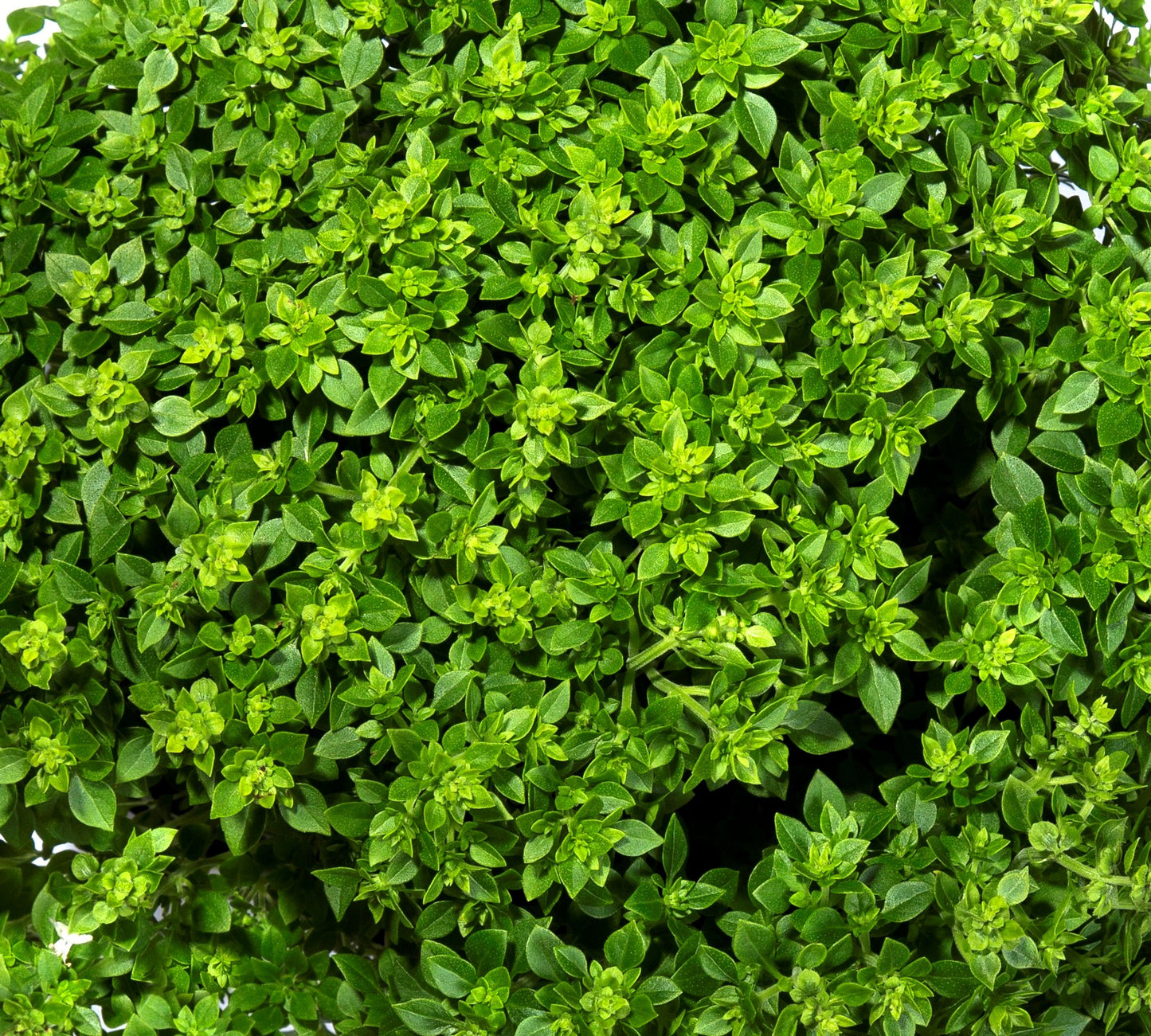 500 DWARF GREEK BASIL Ocimum Basilicum Fragrant Spicy Small Bright Green Leaf Herb Seeds