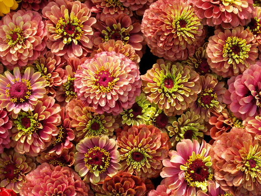 20 Organic QUEENY LIME MIX ZINNIA Elegans Mixed Colors Red Orange Yellow Pink Green Queen Flower Seeds