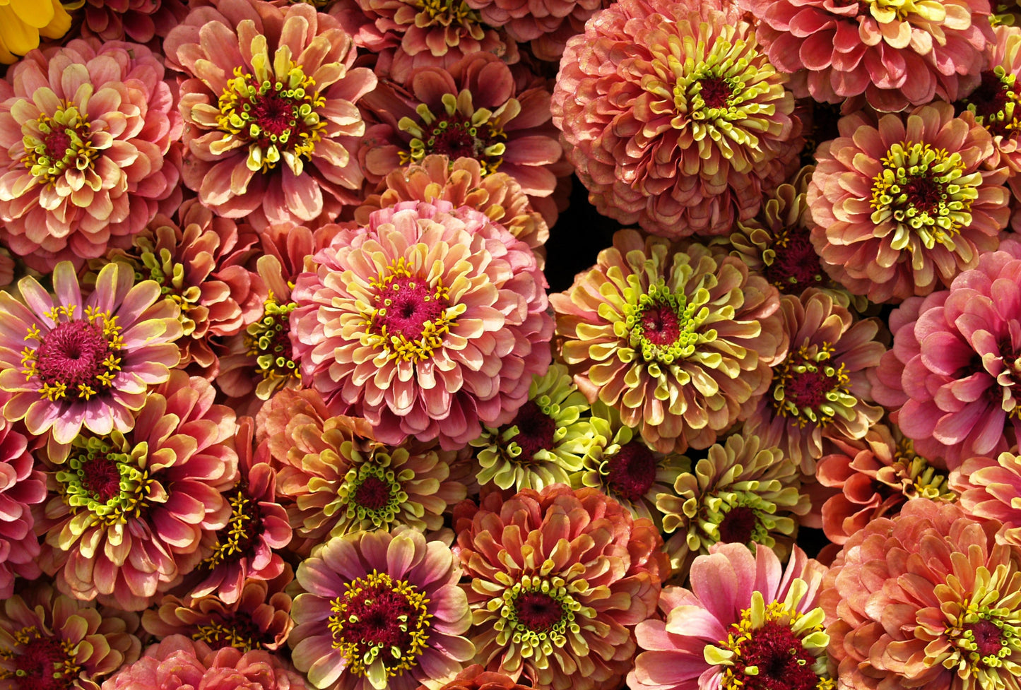 250 ZIN MASTER ZINNIA Mix Elegans Mixed Colors Flower Seeds