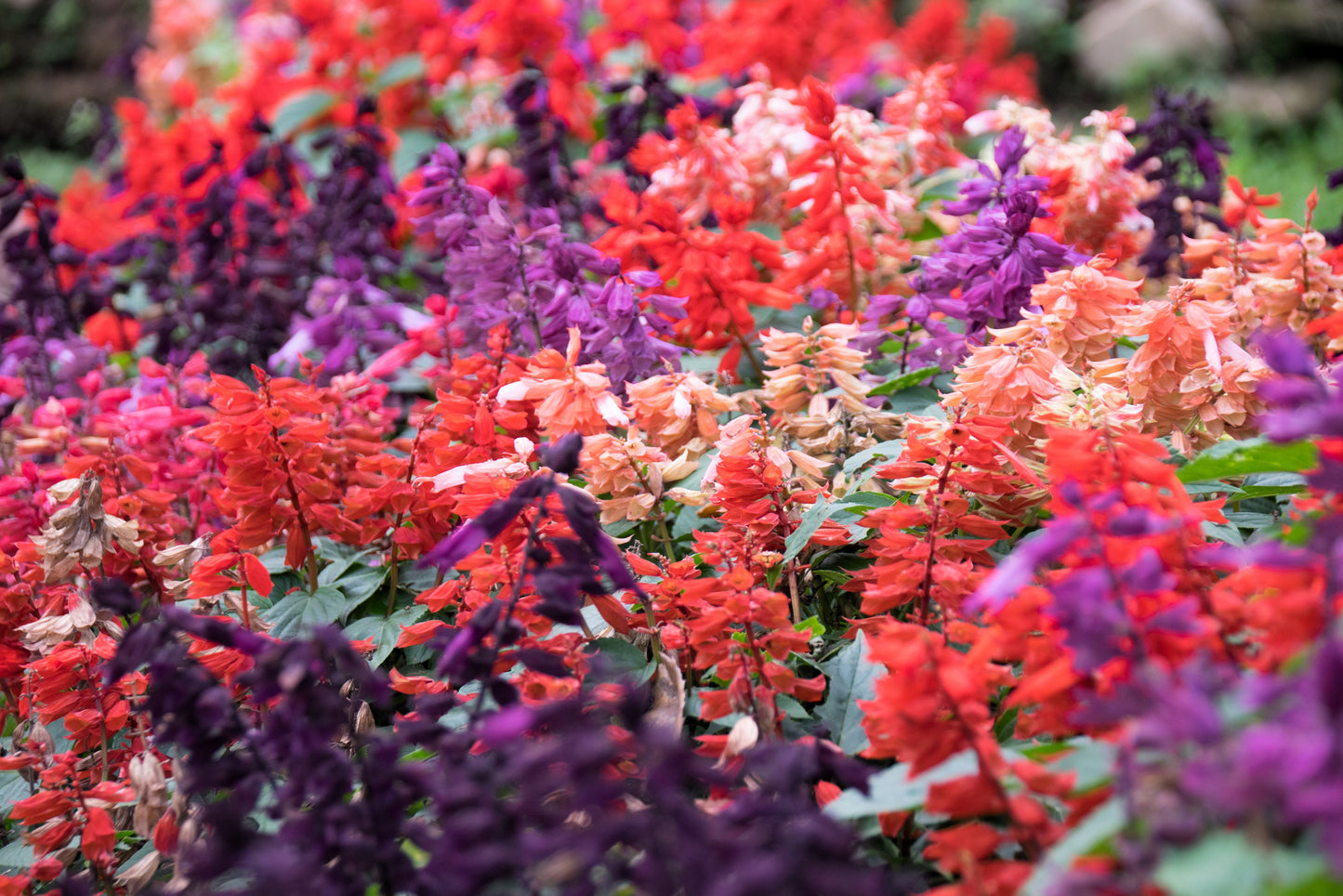 100 MIXED COLORS SALVIA Splendens Red Purple White Pink Sage Flower Seeds