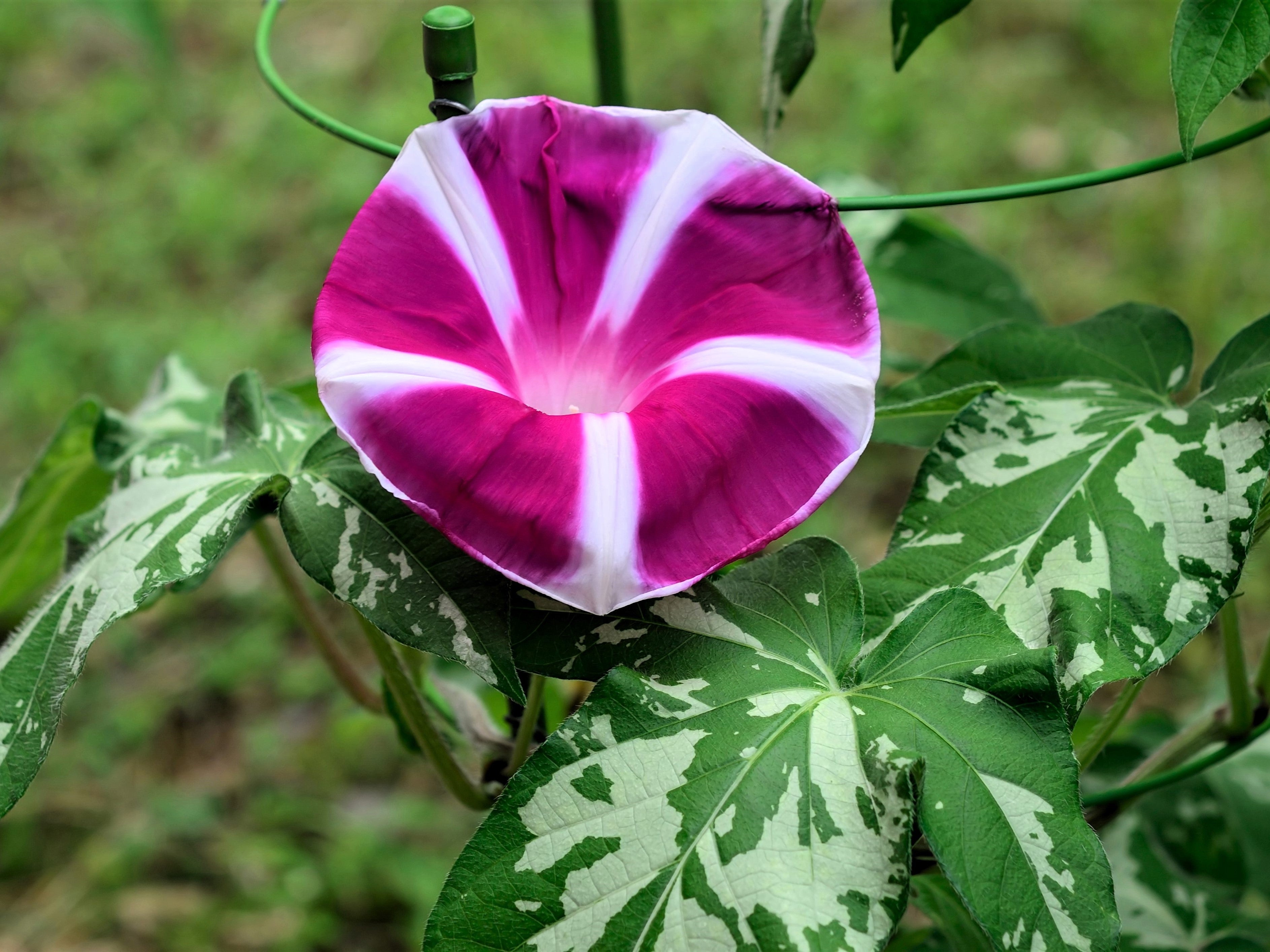 50 Mixed JAPANESE MORNING GLORY Ipomoea Nil Flower Vine Color Mix