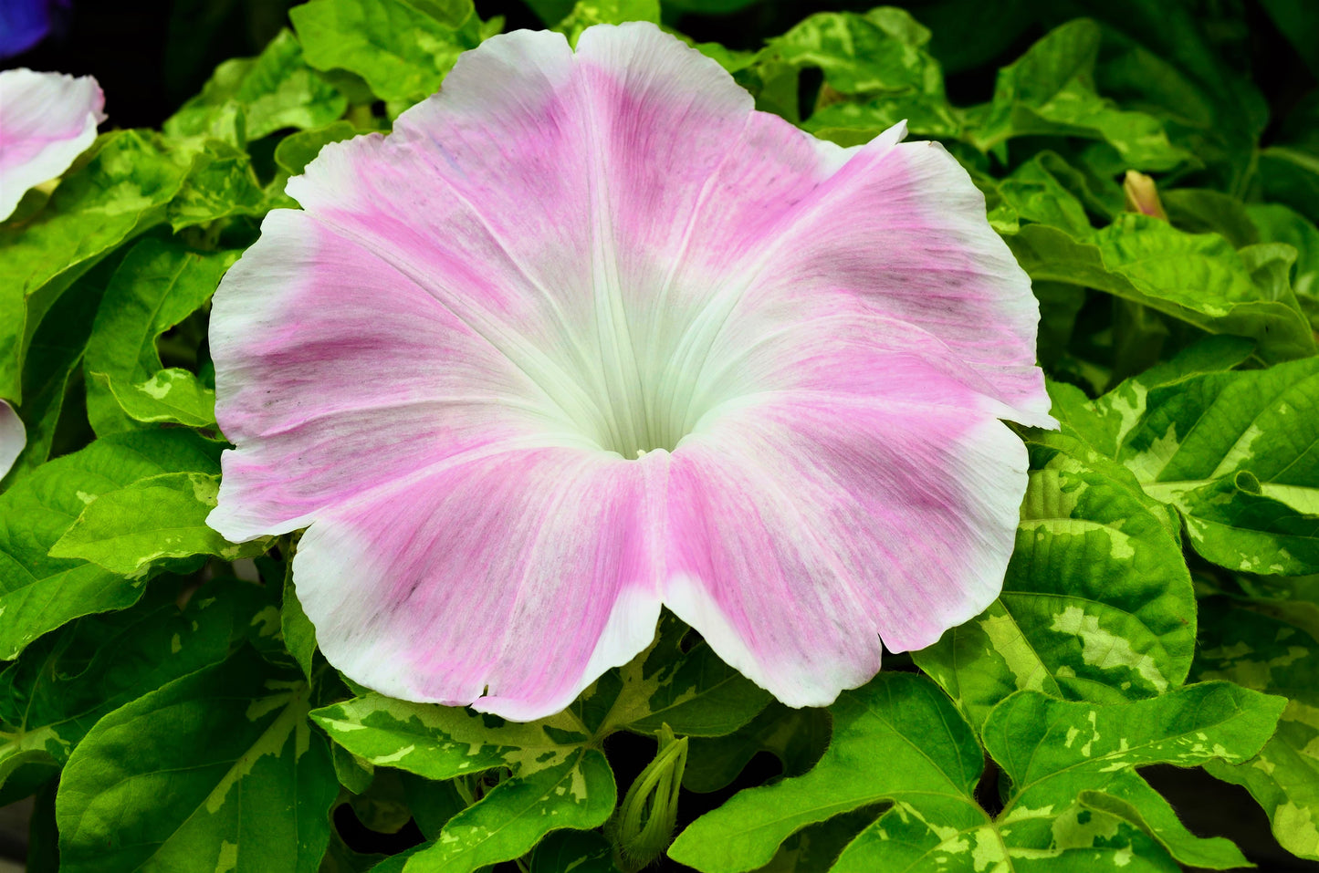 50 Mixed JAPANESE MORNING GLORY Ipomoea Nil Flower Vine Color Mix Bicolor Tricolor Blue Red White Pink Purple Violet Seeds