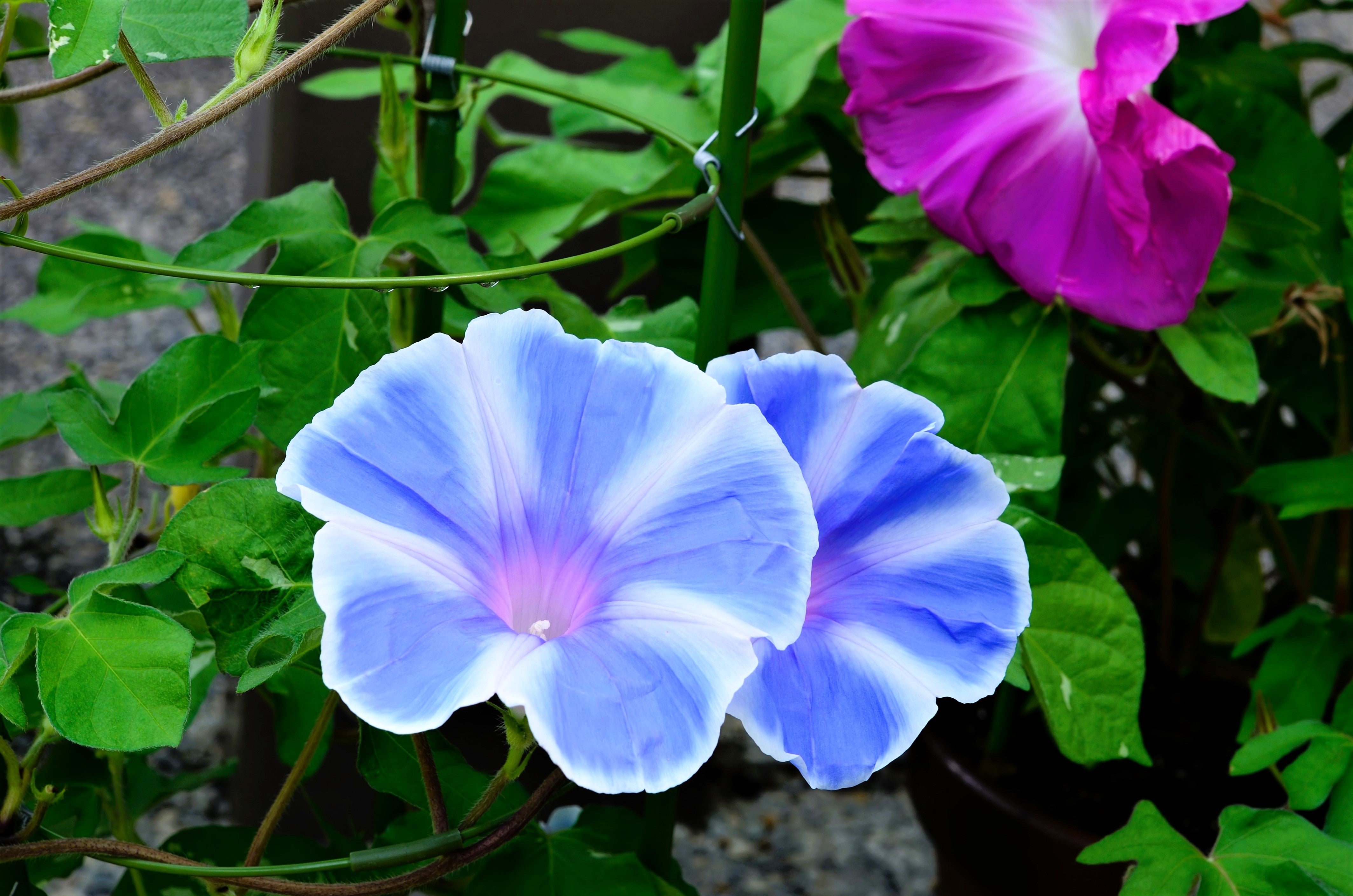 50 Mixed JAPANESE MORNING GLORY Ipomoea Nil Flower Vine Color Mix