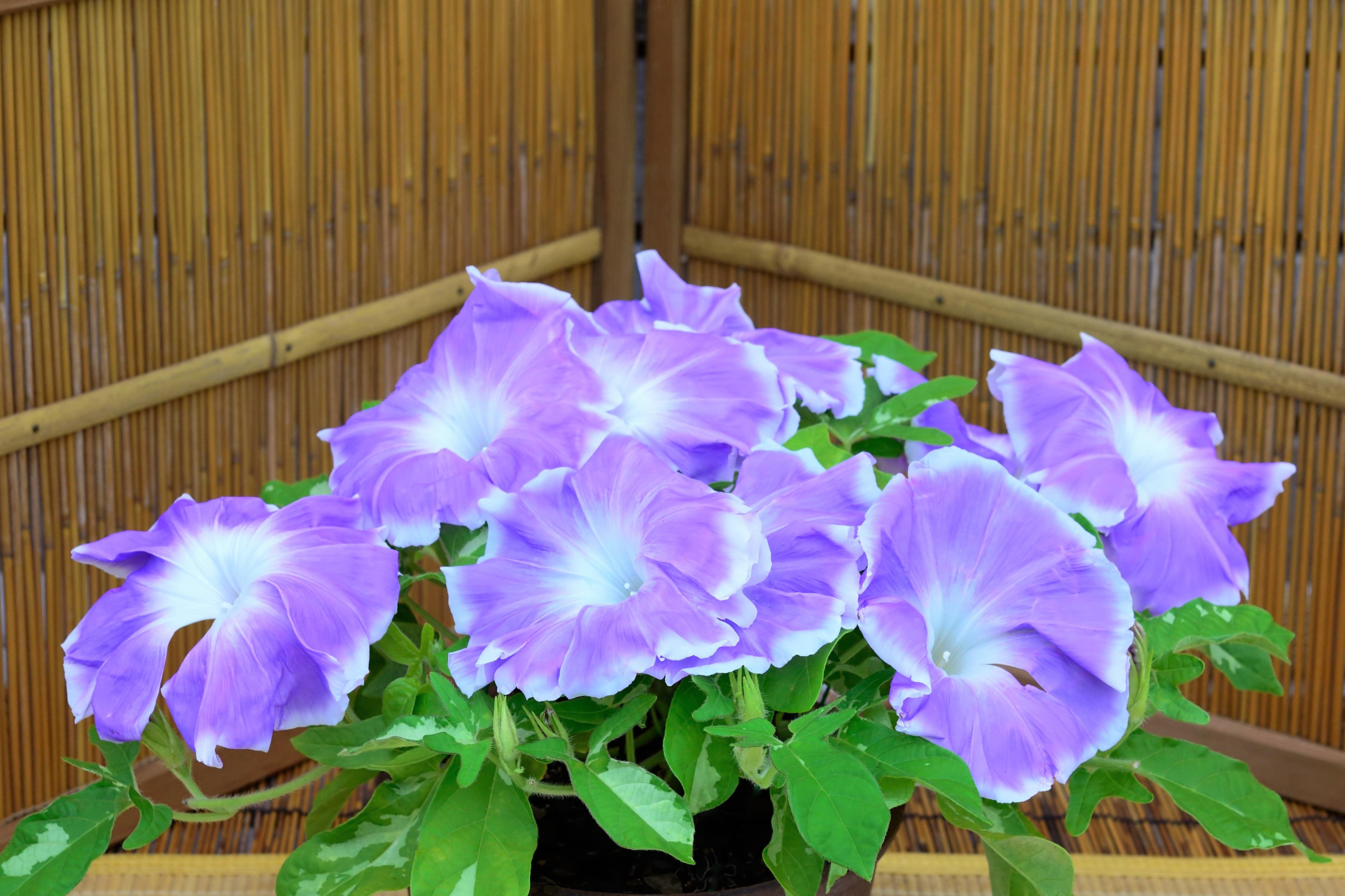 50 Mixed JAPANESE MORNING GLORY Ipomoea Nil Flower Vine Color Mix