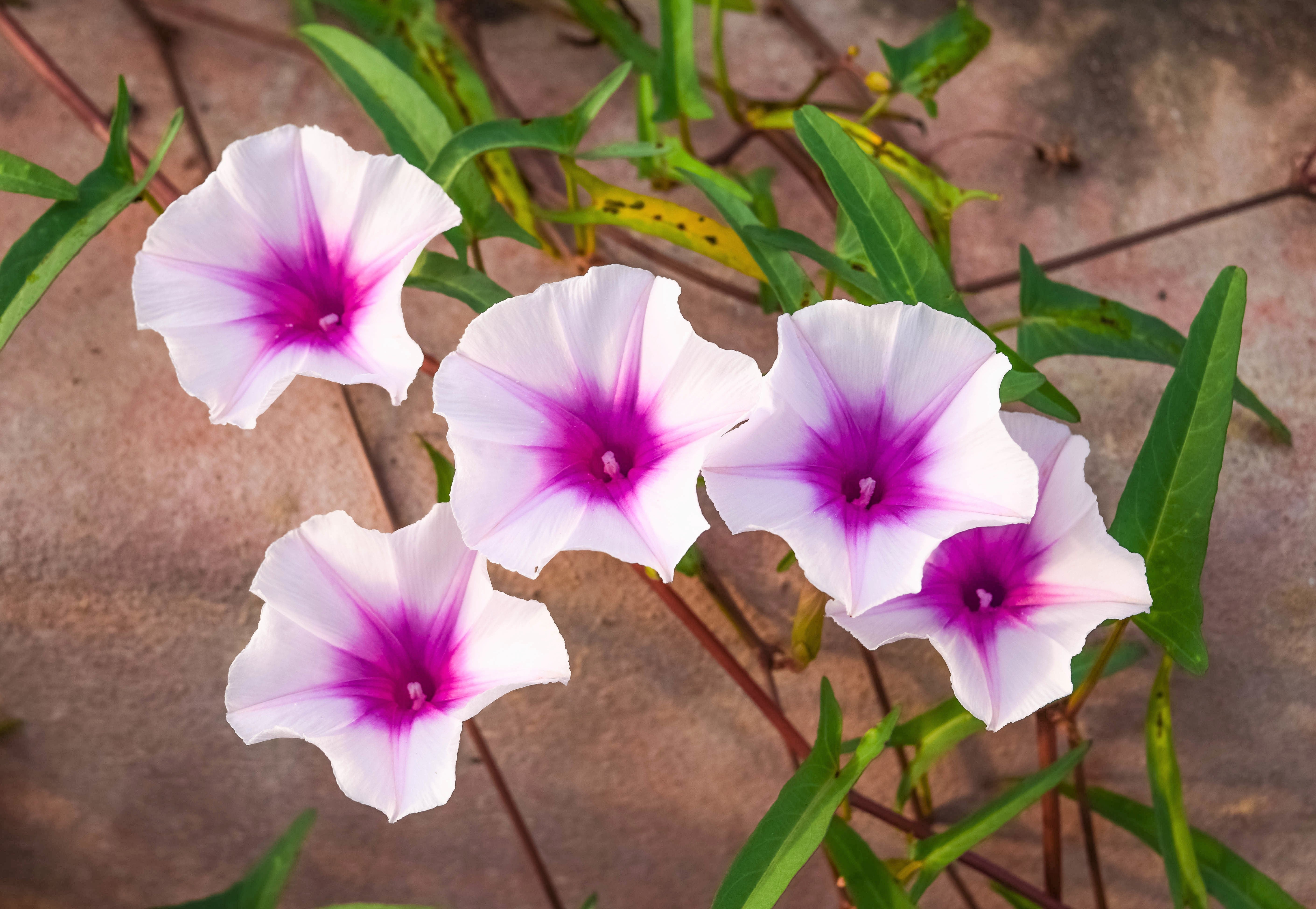 50 Mixed JAPANESE MORNING GLORY Ipomoea Nil Flower Vine Color Mix