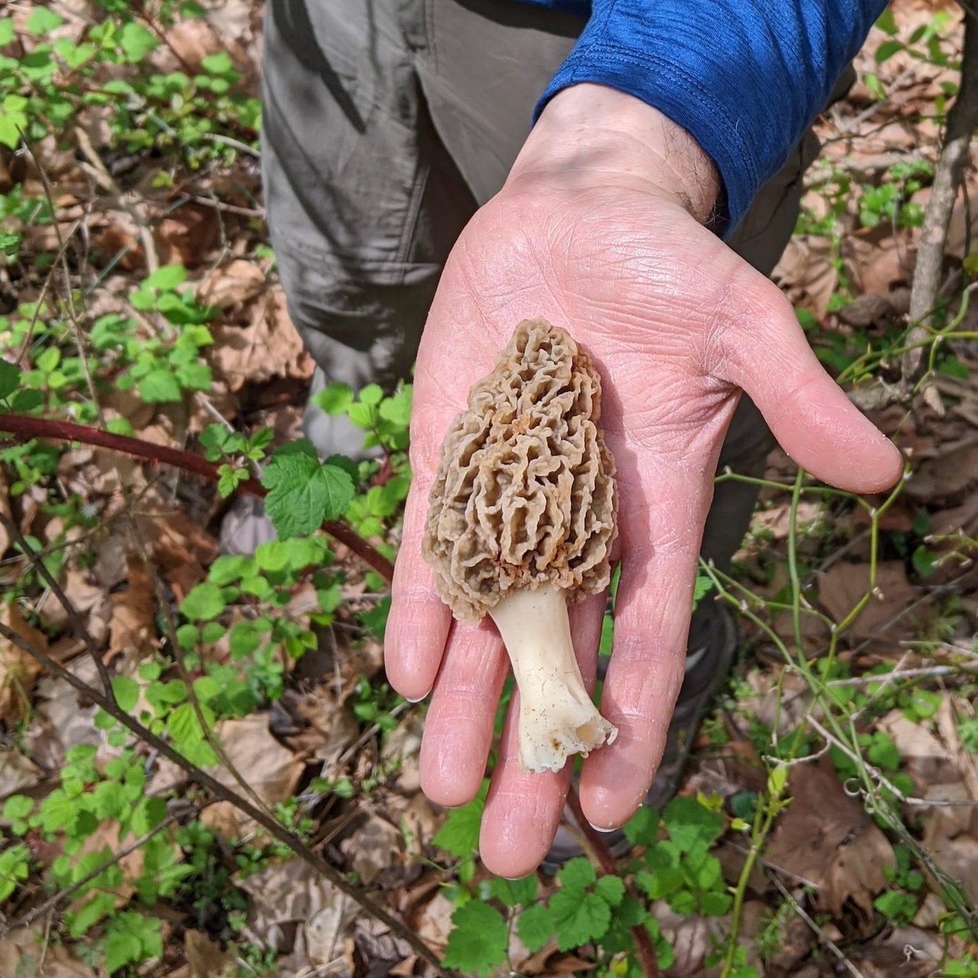 Dried Wild Morel Mushrooms