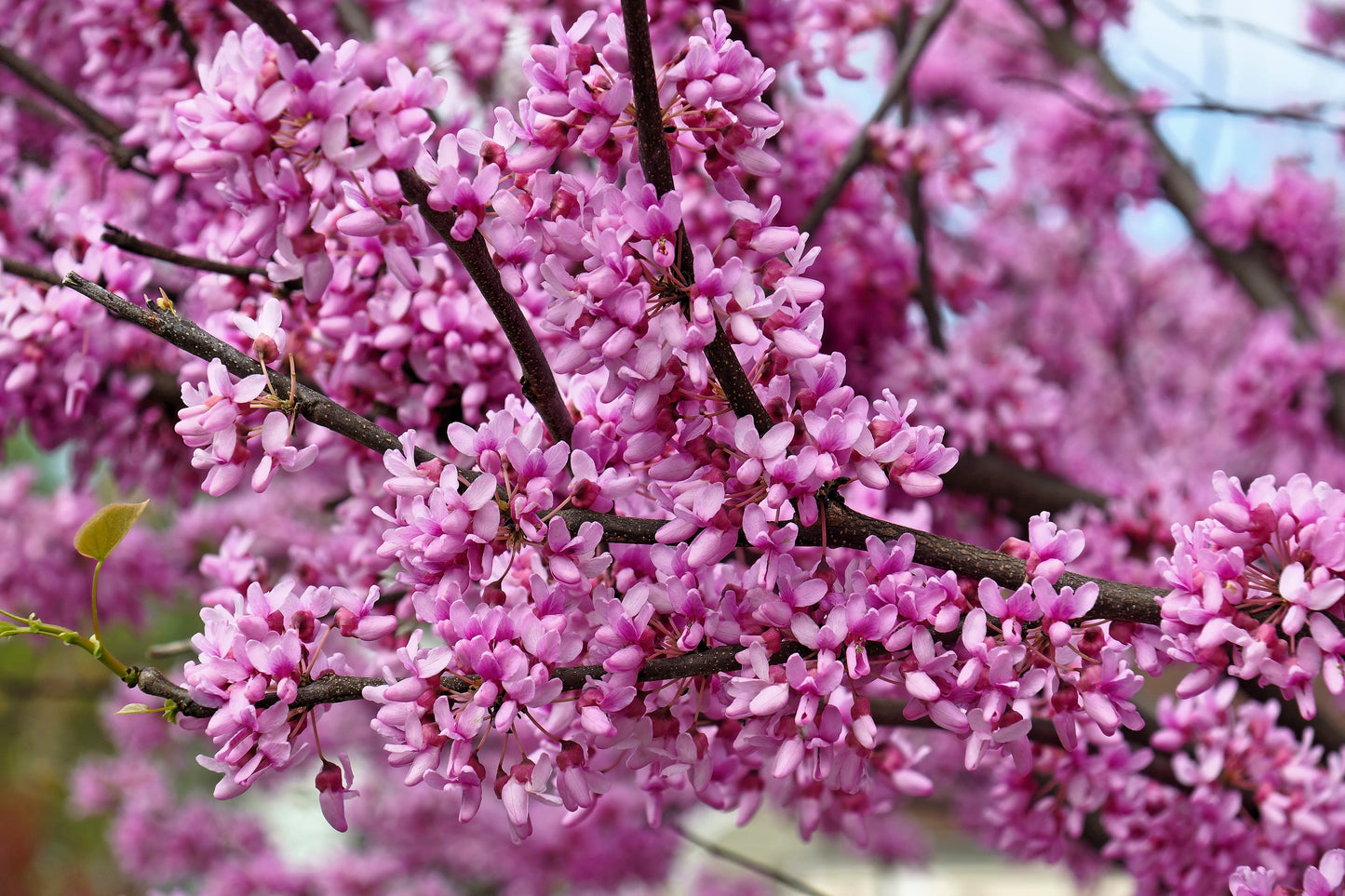 20 Eastern REDBUD TREE Cercis Canadensis Pink Flowering Native Tree Seeds