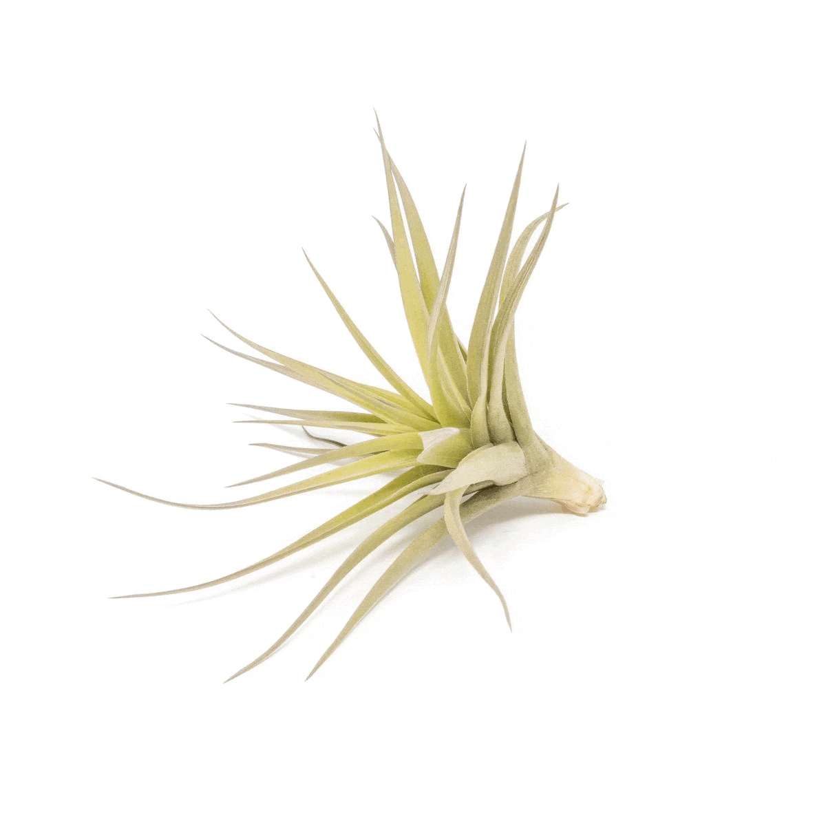 Tillandsia Aeranthos - Clavel del Aire - "Carnation of the Air" Air Plants