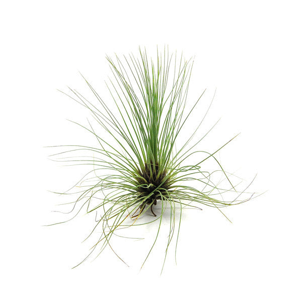 Tillandsia Filifolia Air Plants