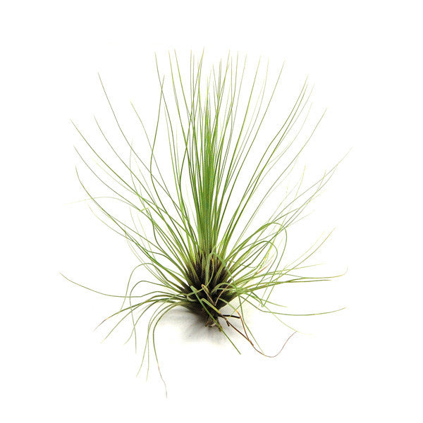 Tillandsia Filifolia Air Plants