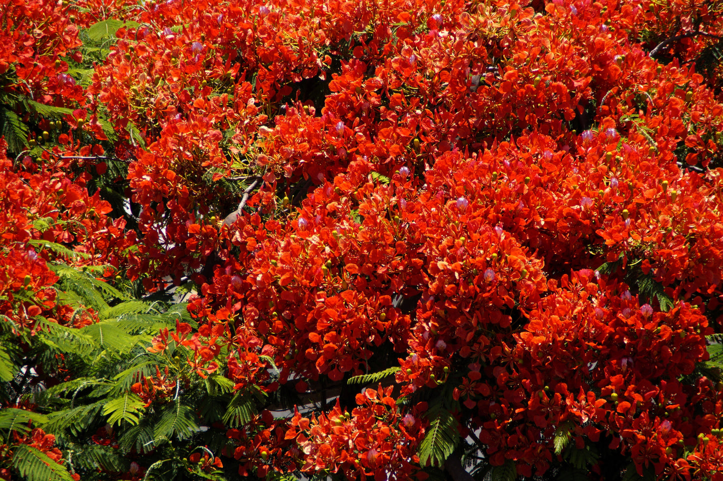 10 ROYAL POINCIANA TREE Delonix Regia aka Red Flame Flamboyant Tree Peacock Flower Seeds