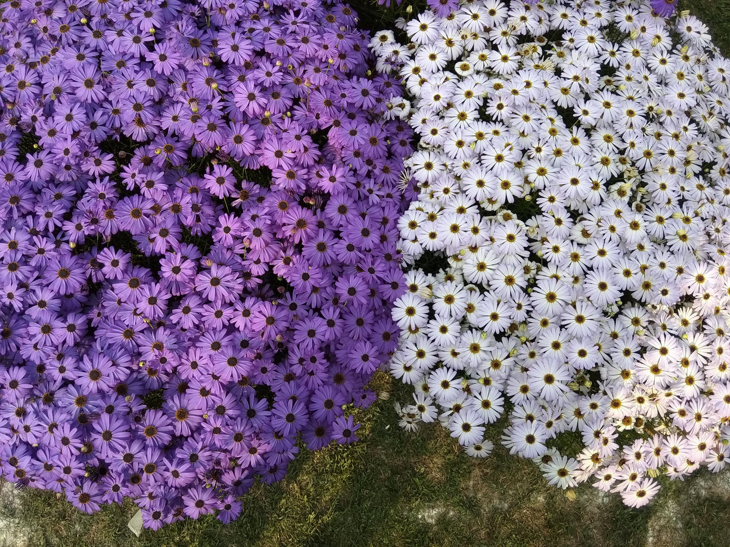 200 Mixed Colors SWAN RIVER DAISY Brachyscome Iberidifolia Flower Seeds