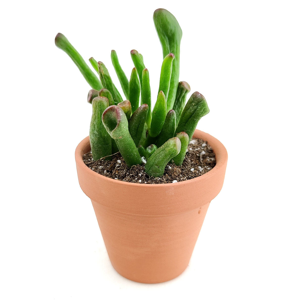 succulent tubular leaves Gollum Jade Crassula – Seedville USA