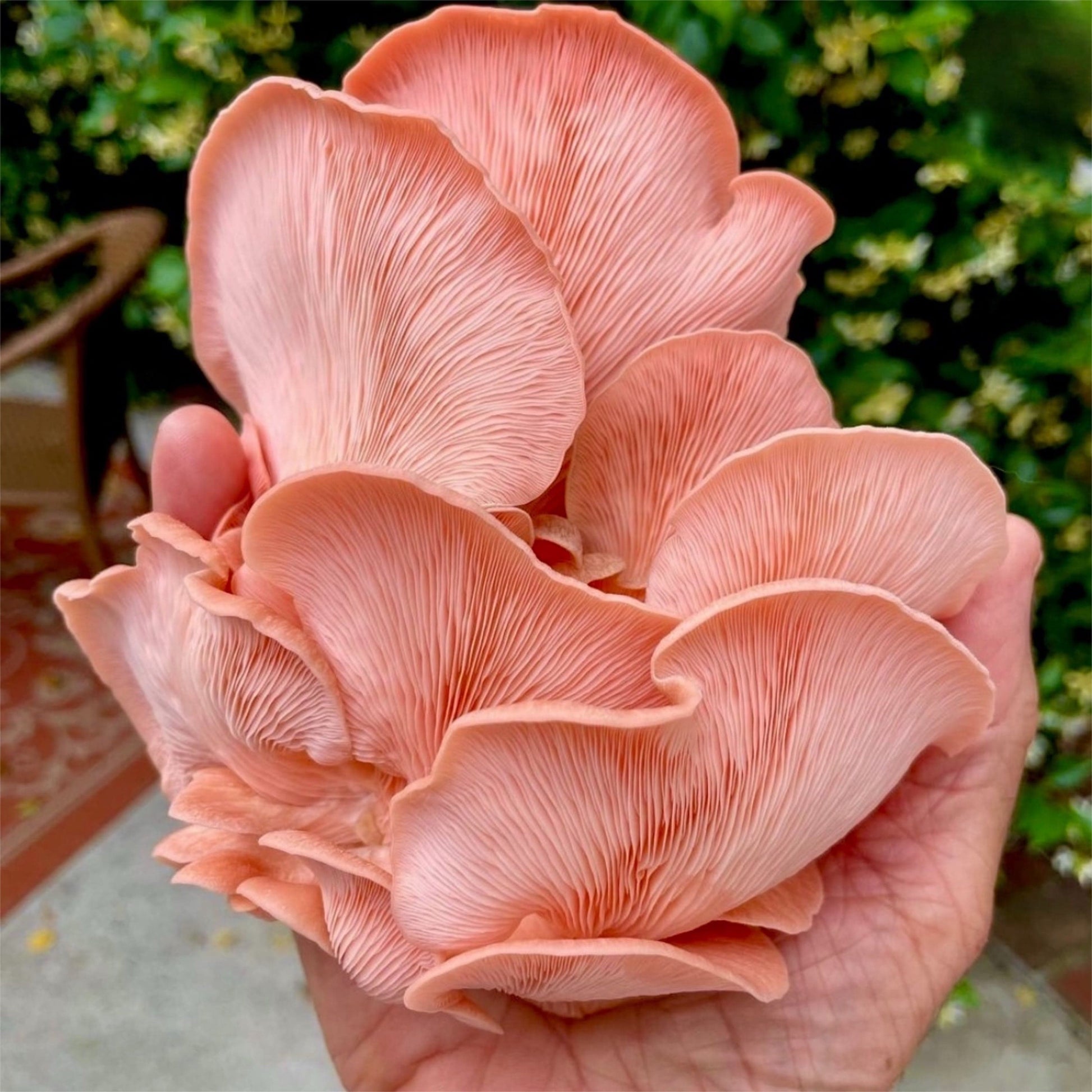 lily flower mushroom Organic Pink Oyster 'Spray & Grow' Mushroom Growing Kit – Seedville USA