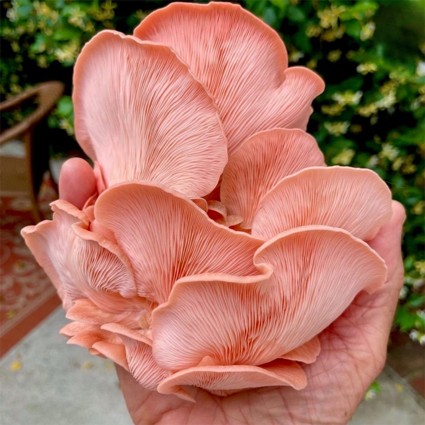 Organic Pink Oyster ‘Spray & Grow’ Mushroom Growing Kit